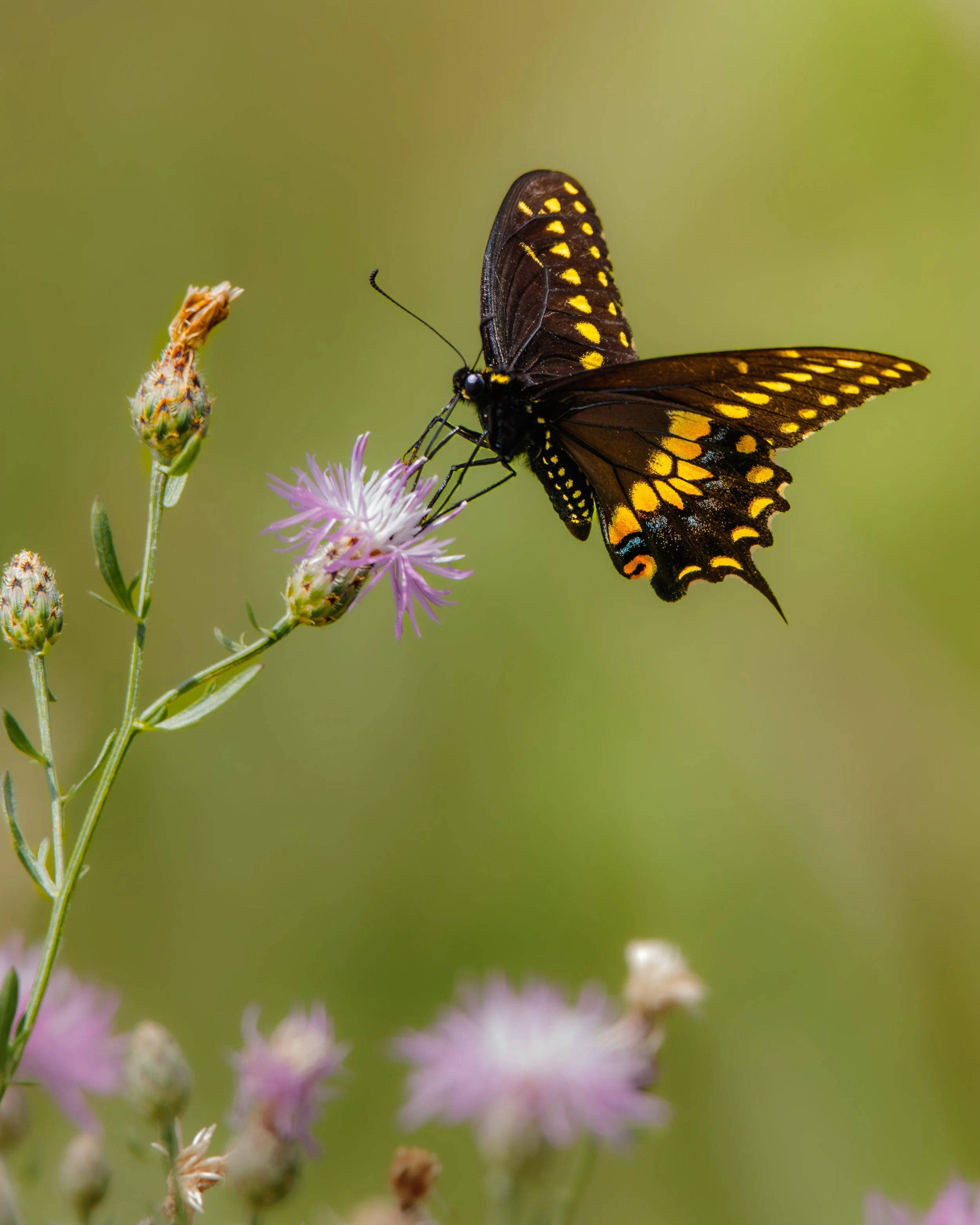 butterfly3 (1 of 1).jpg