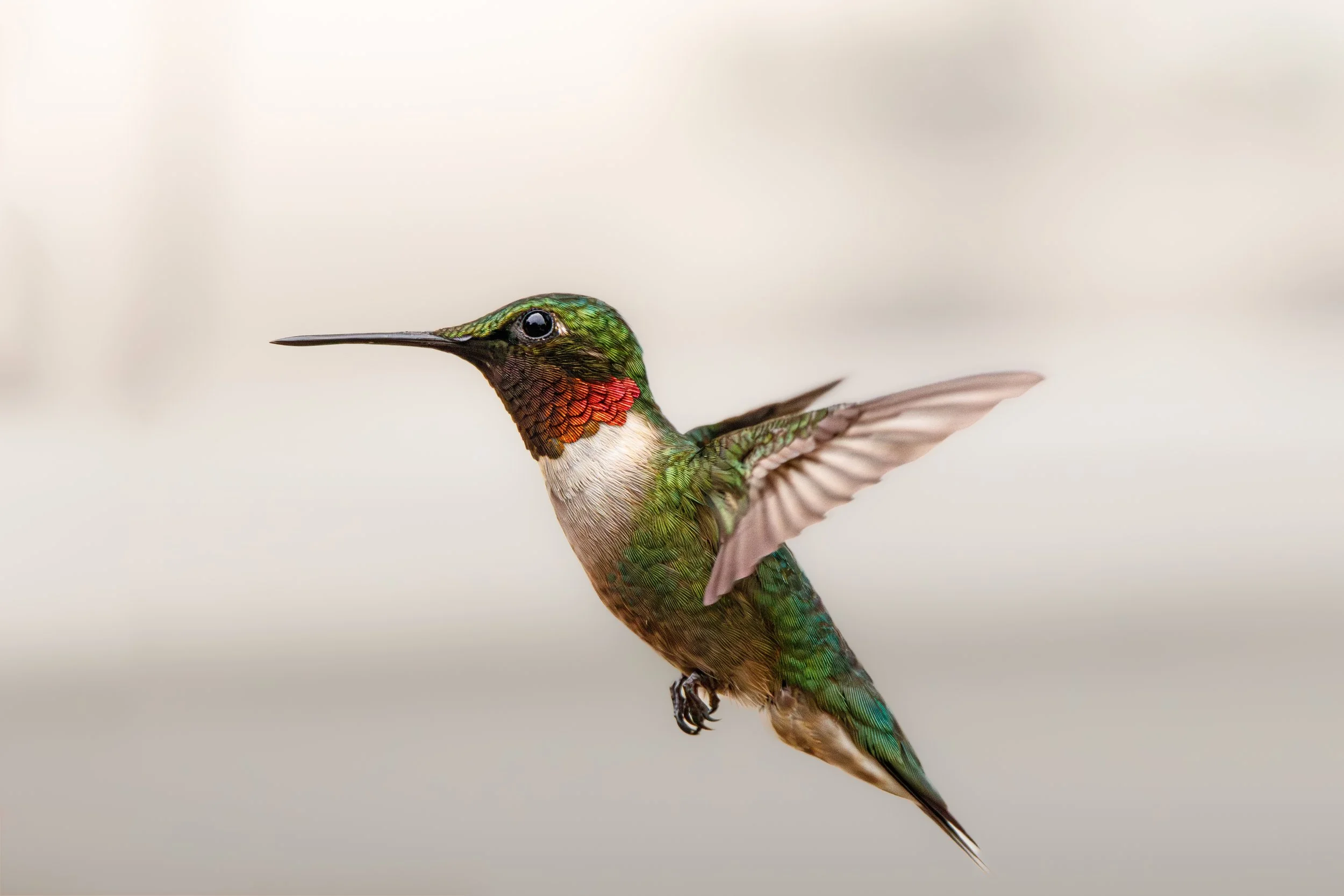HummingBird2 (1 of 1).jpg