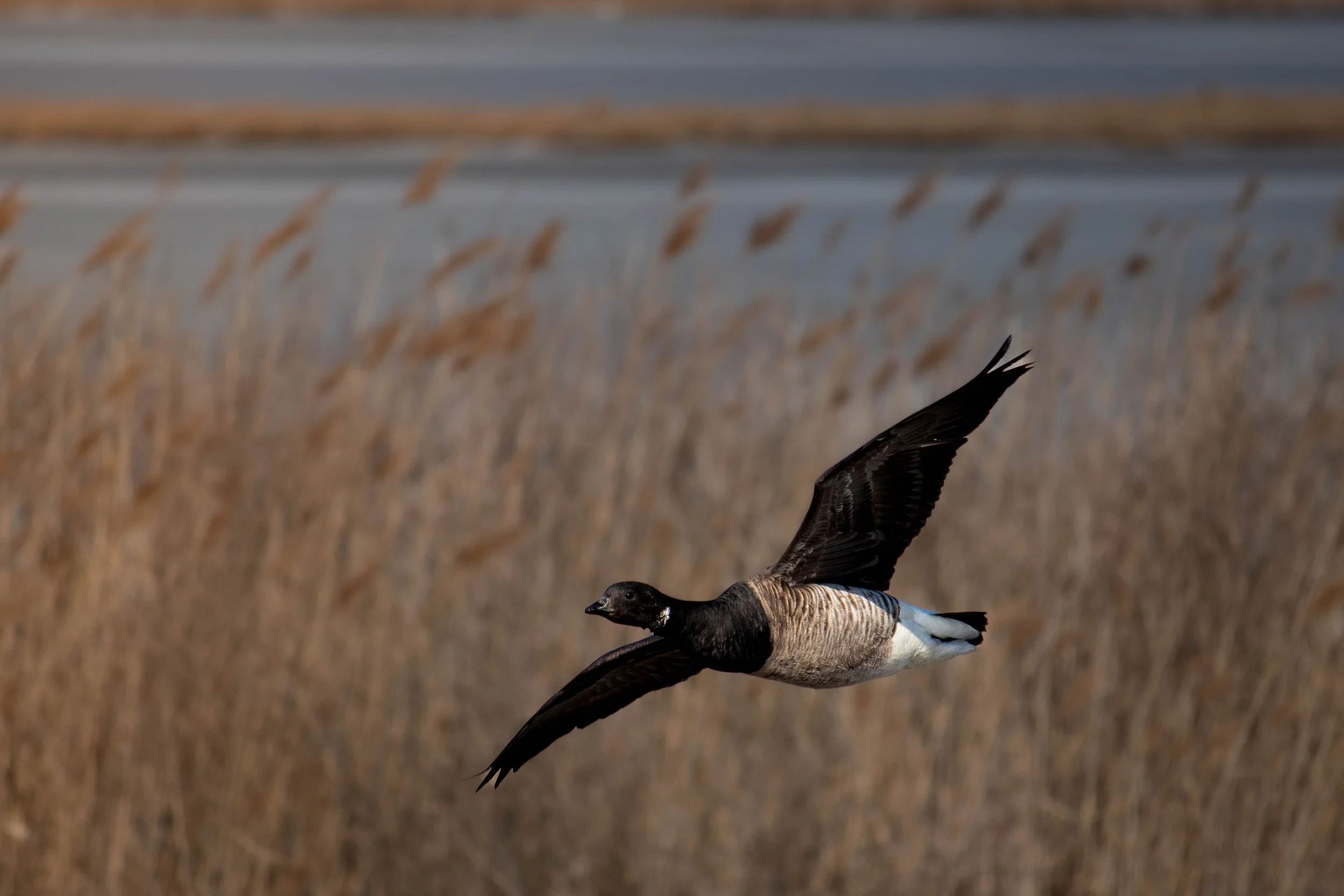BrantGoose (1 of 1).jpg