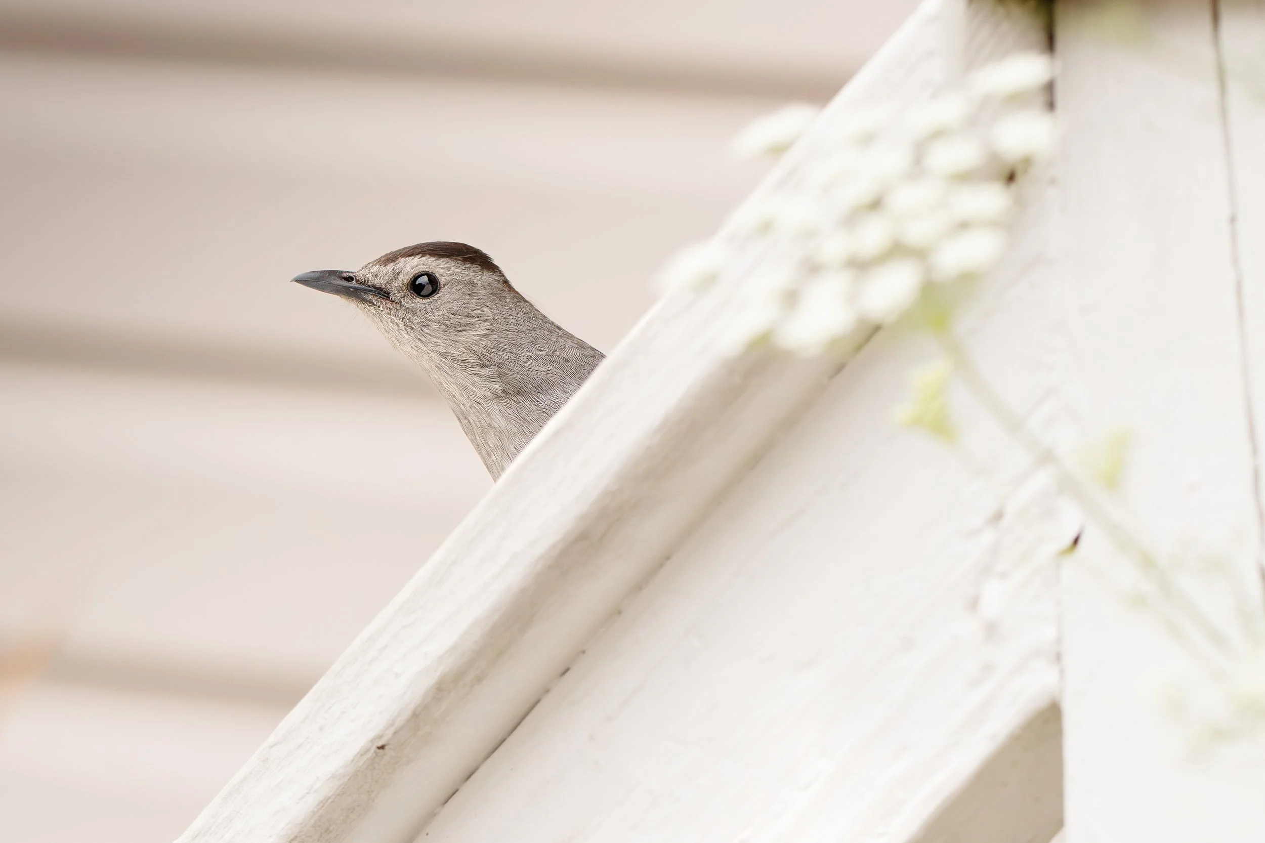 Catbird (1 of 1).jpg