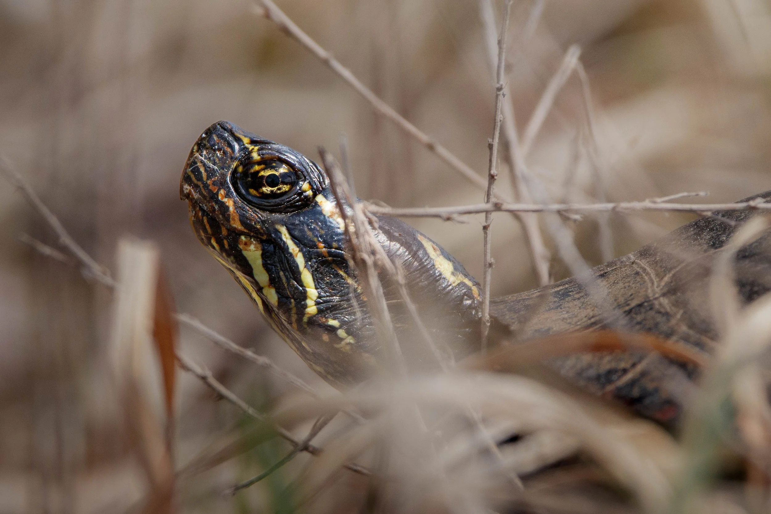Turte (1 of 1).jpg