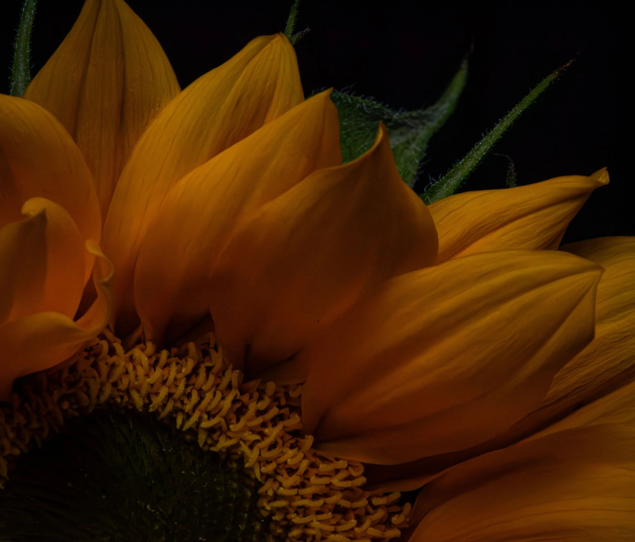 Sunflower4 copy 2.jpg