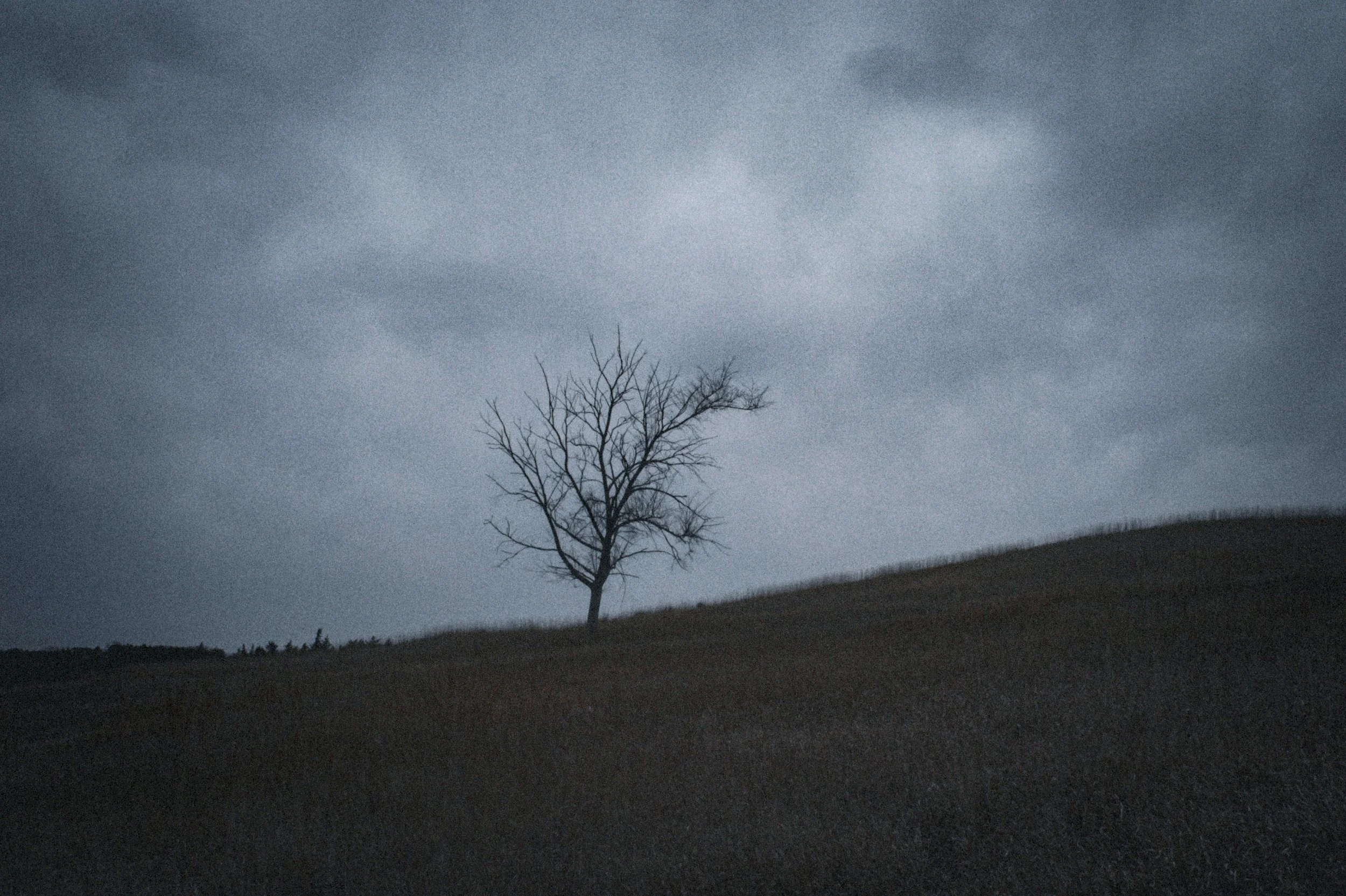 LonelyTree copy 2.jpg