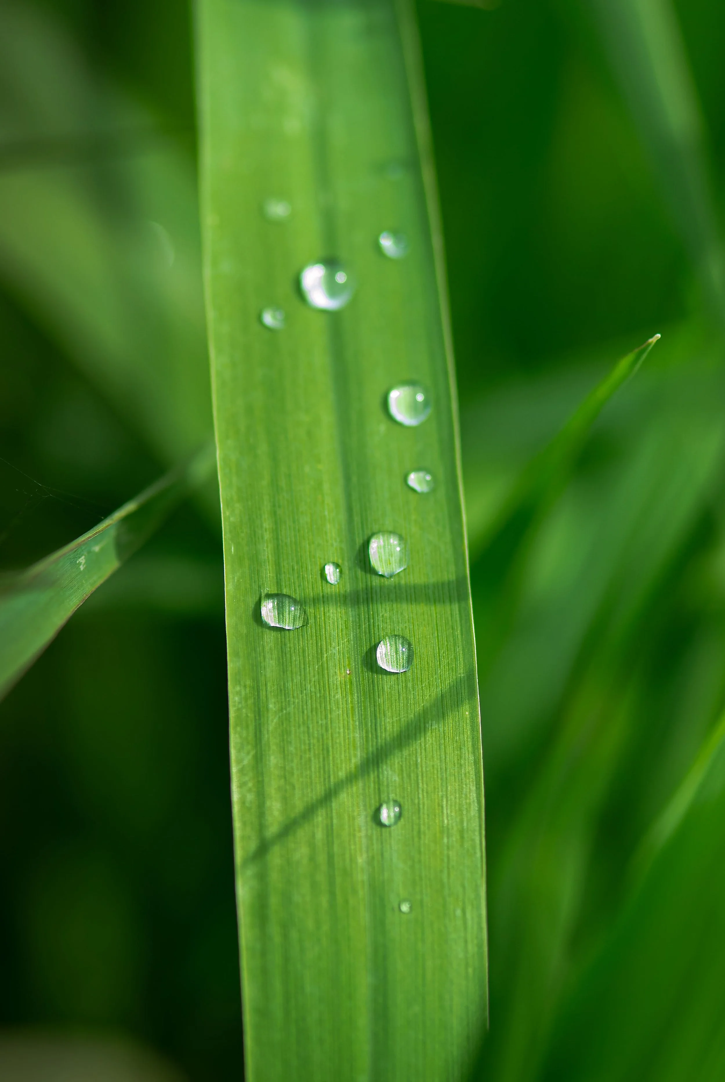 Dew Drop on Grass