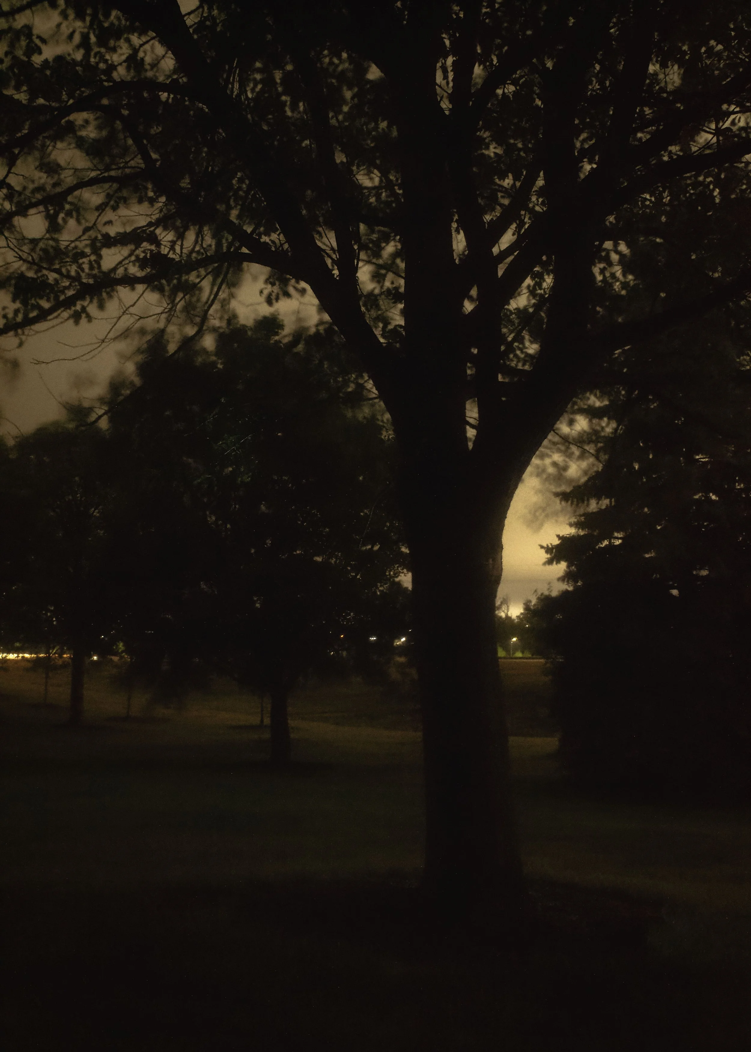 Tree in Park
