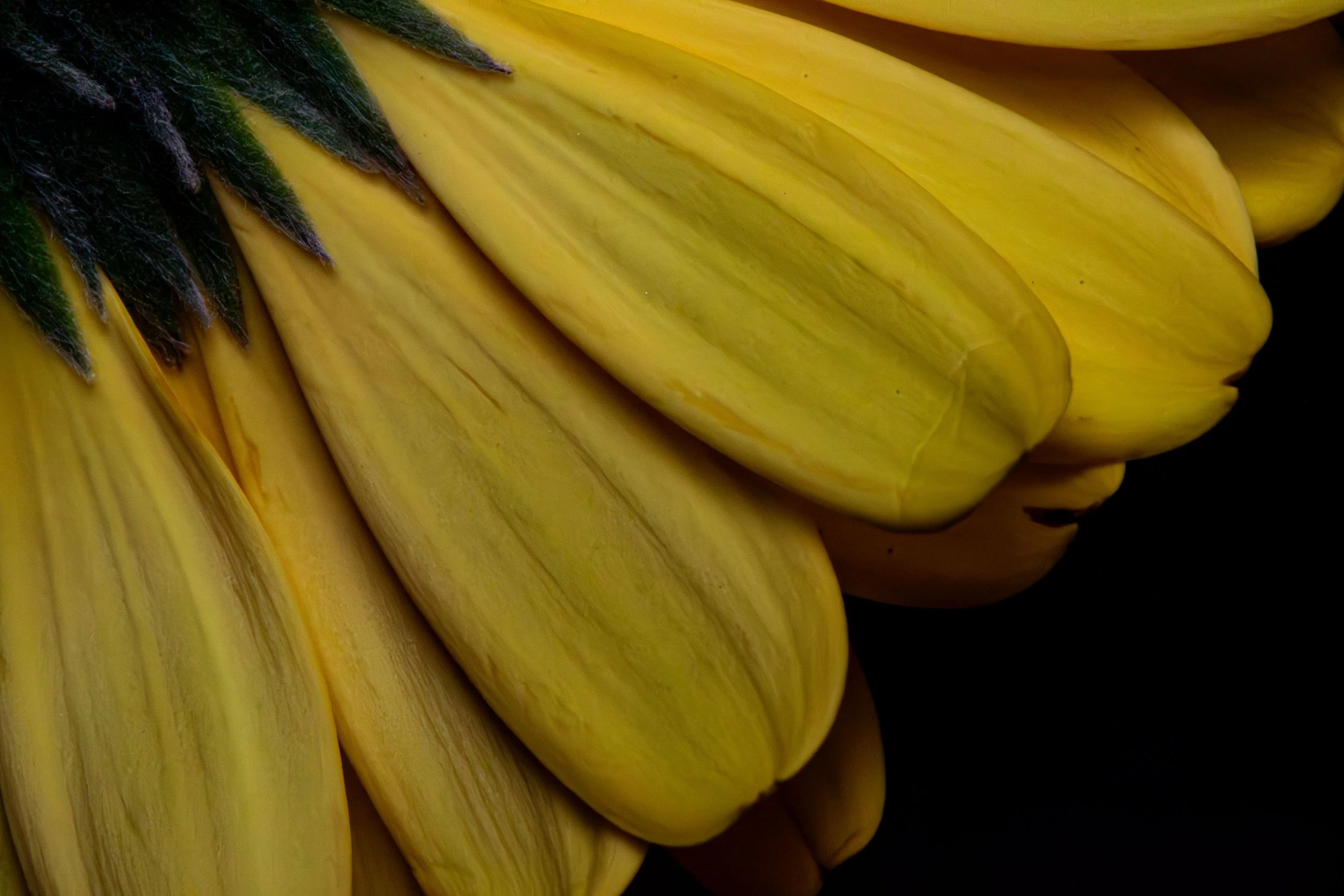 Yellow Petals