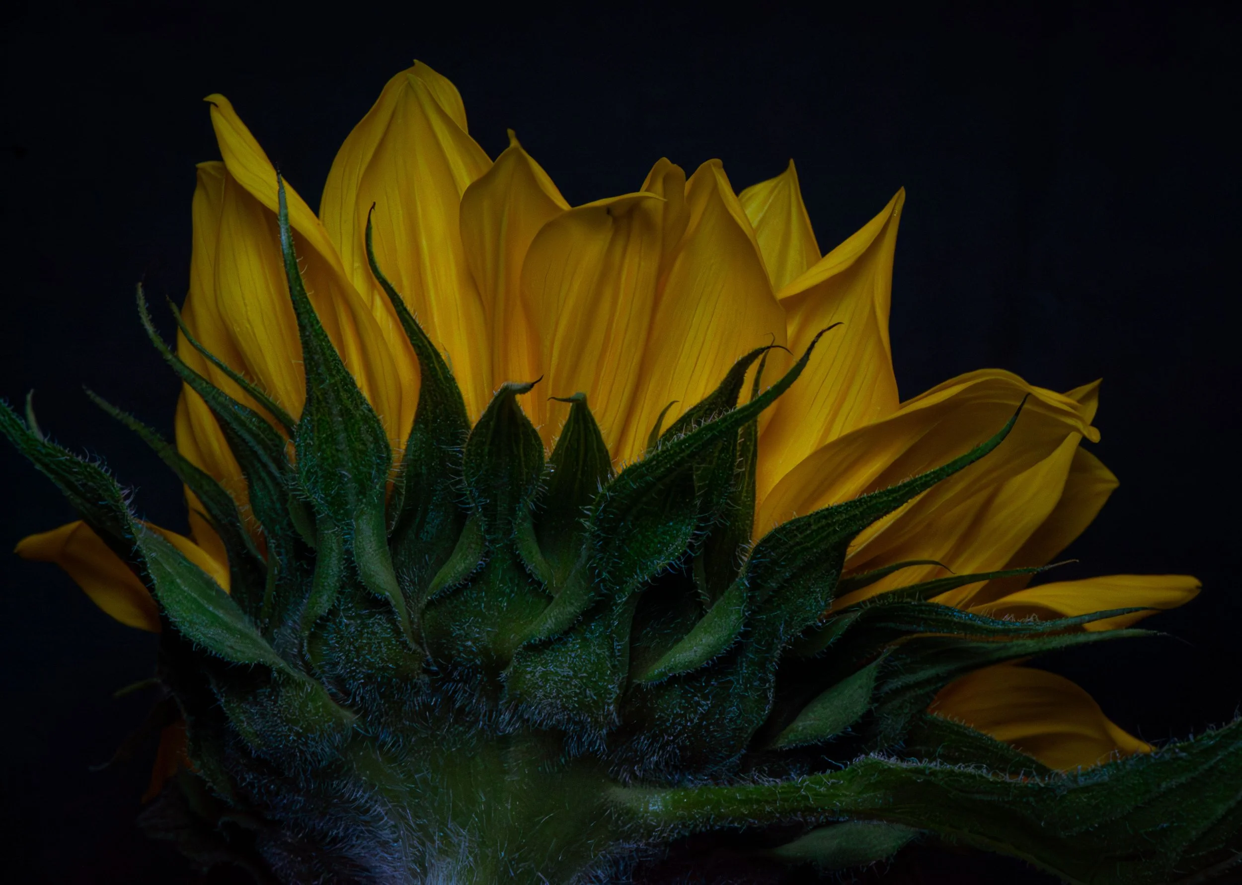 Sunflower10 copy 3.jpg