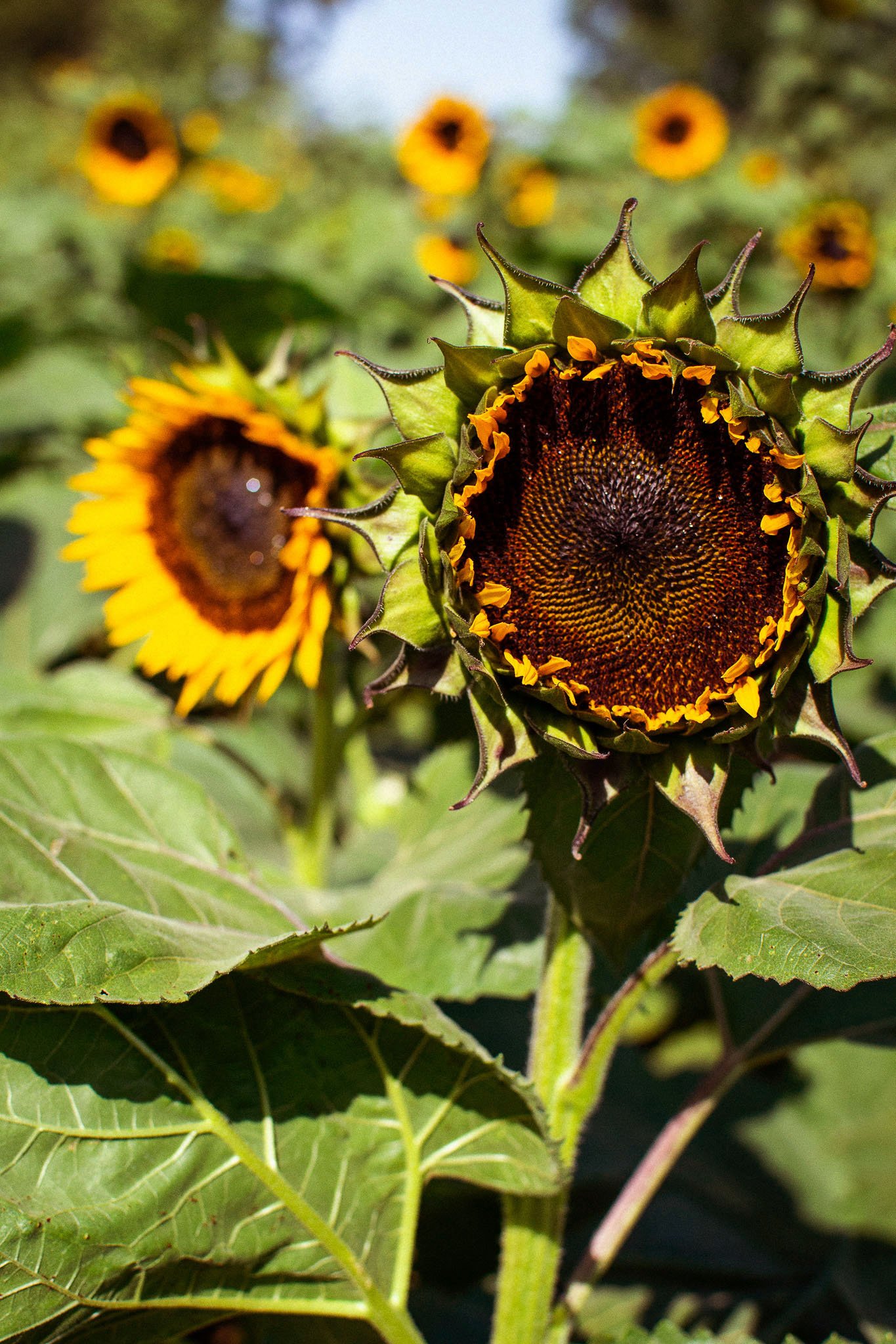 DeannaBrownSunflowerFace-2 copy 2.jpg