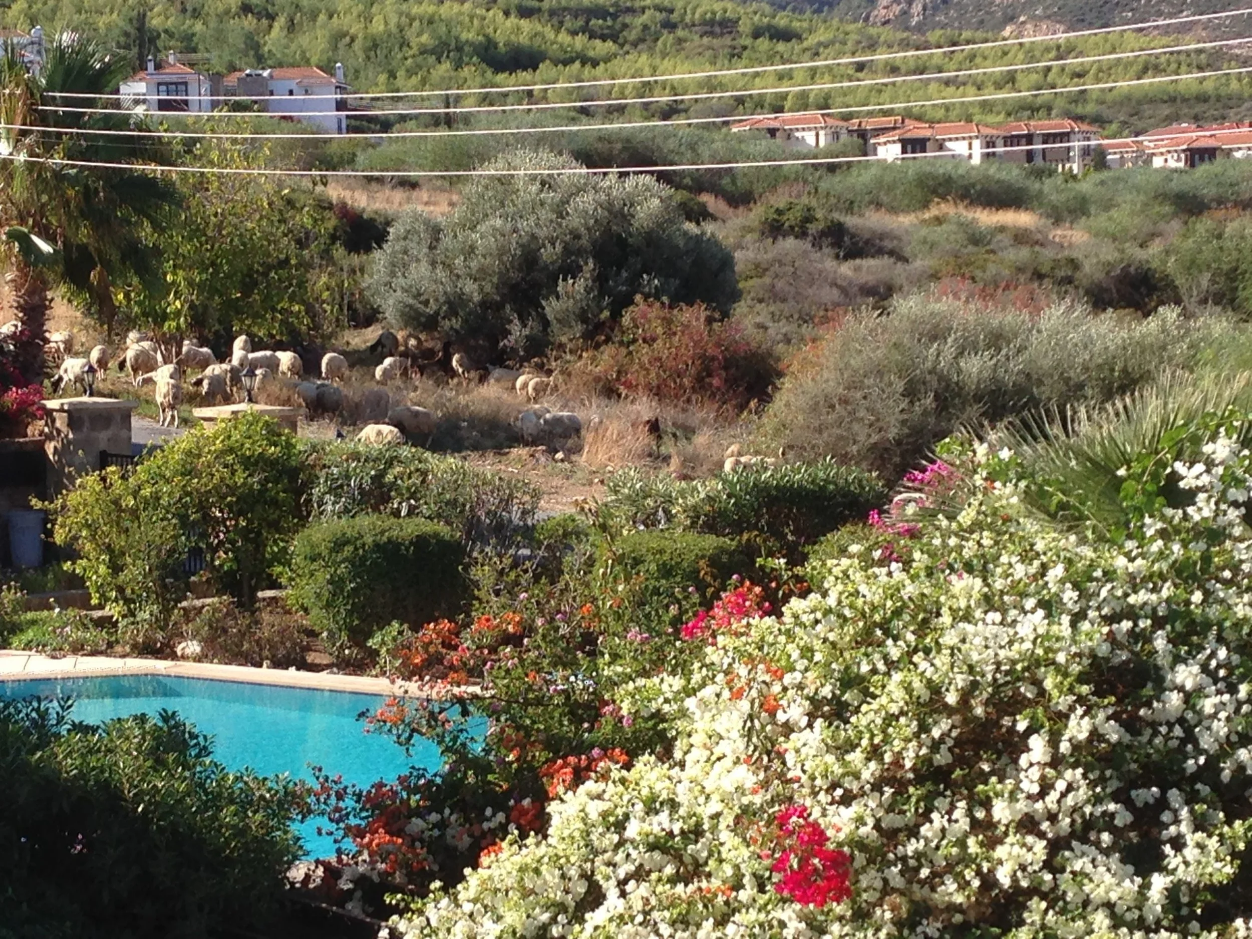 A backyard with a pool, surrounded by colorful flowers and lush greenery, with a hillside and houses in the background and sheep grazing on the hillside.