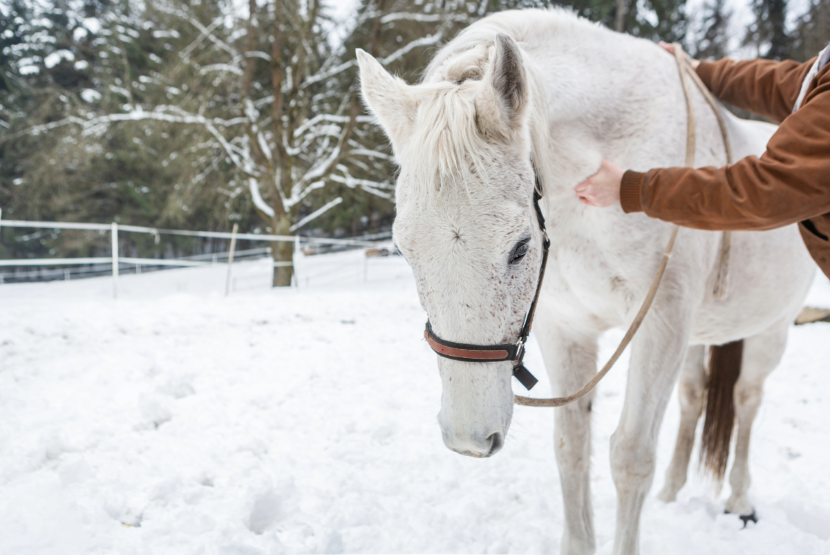 Protecting Your Passion: Why Horse Health and Business Insurance Matters