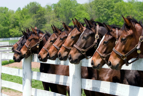 3 Things Every Horse or Farm Owner Should Know