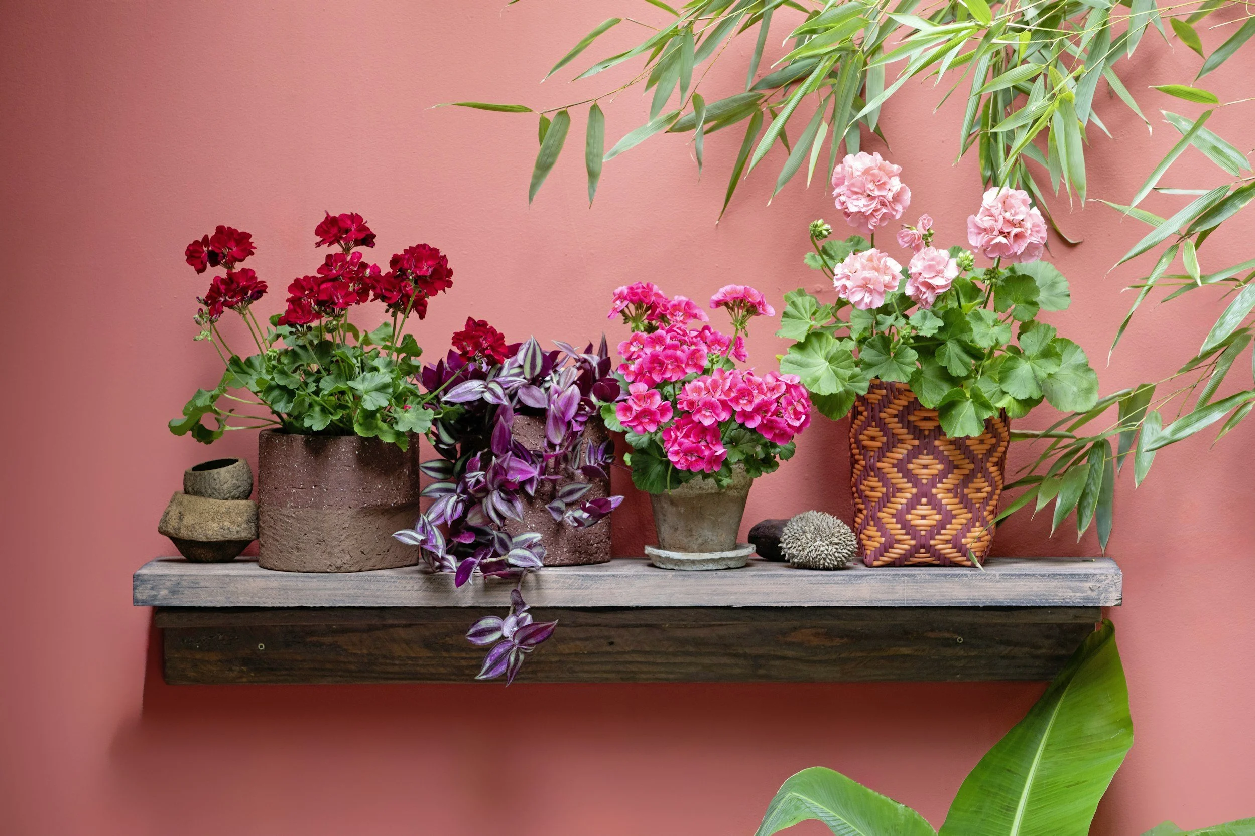 Decorative pink shelves with various potted flowering plants in front of a pink wall, including red, pink, and purple flowers and green foliage.