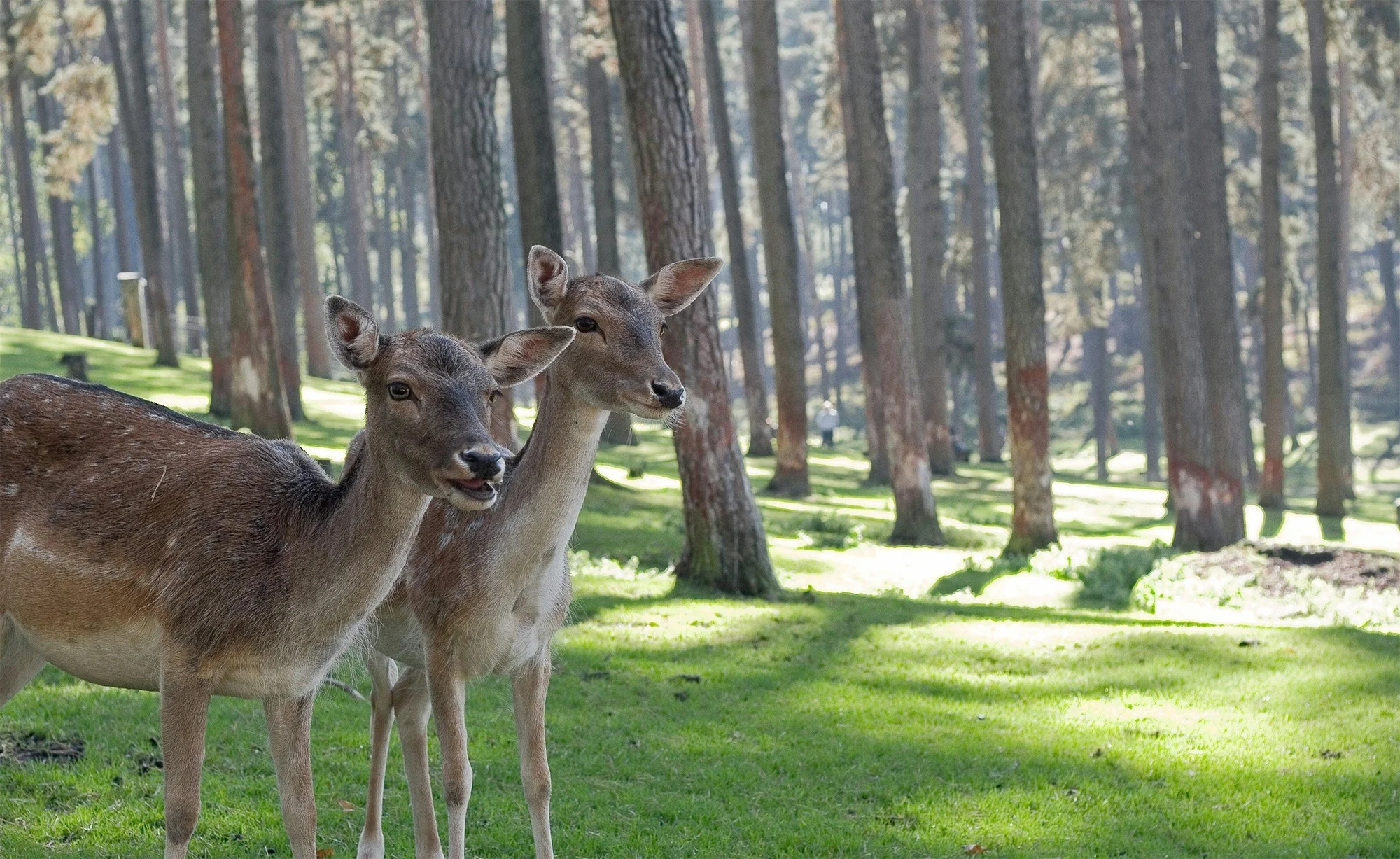 Two deer standing in a sunlit forest with tall trees and green grass.