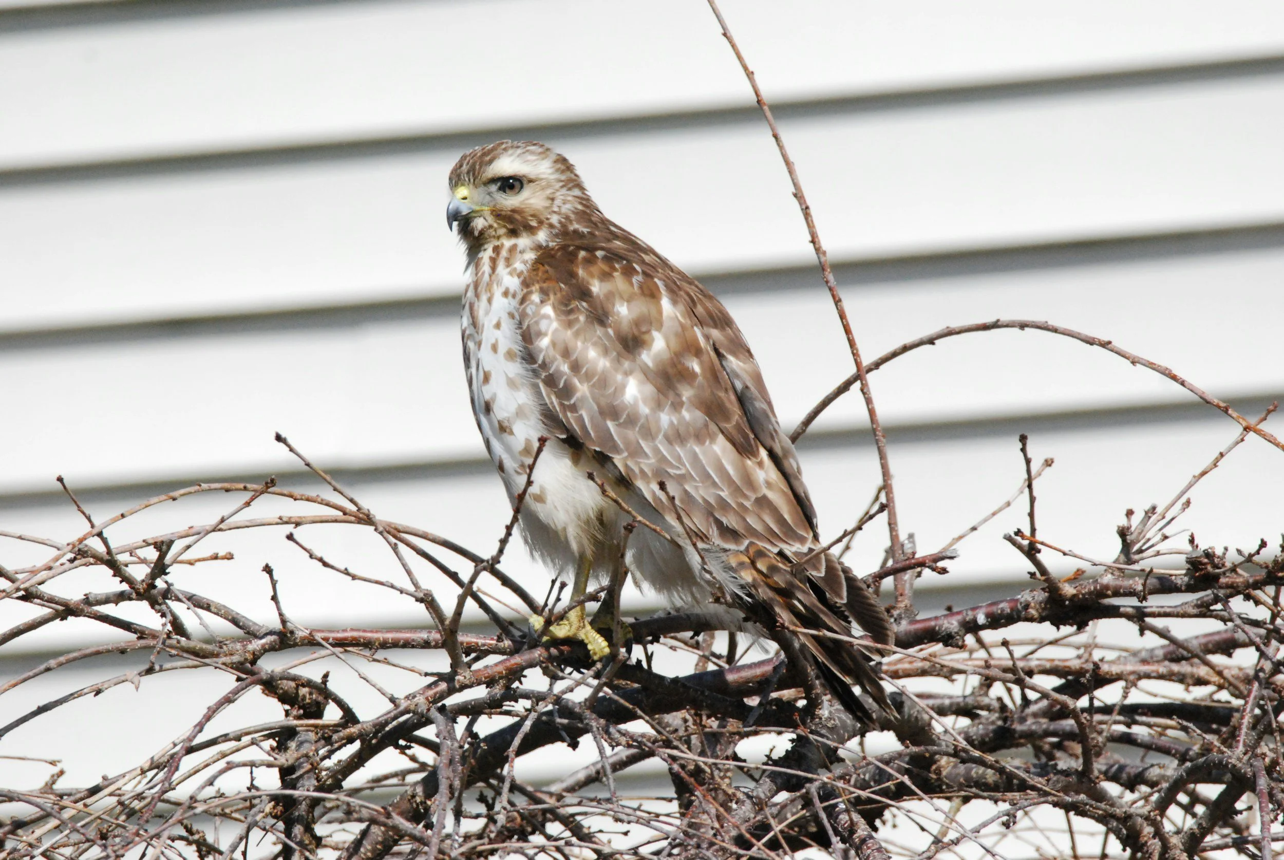 A hawk perched on a leafless branch in front of a white louvered wall.