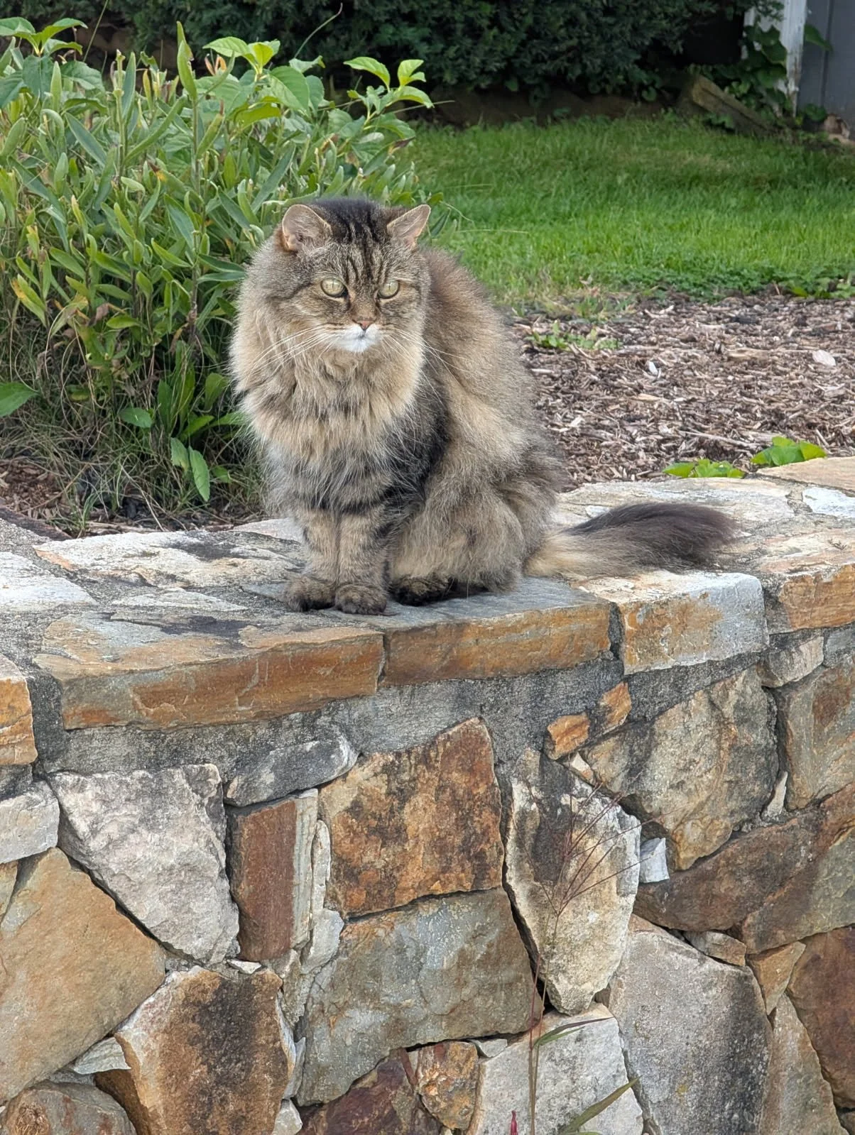 Reiki and  Animal Communication