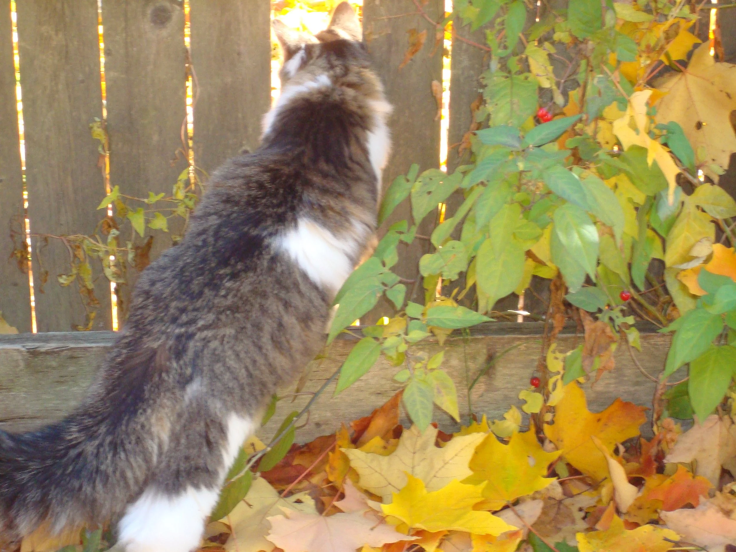 A tabby cat with white fur on its chest and paws, sitting outside near a wooden fence, looking through yellow and green autumn leaves and some red berries.