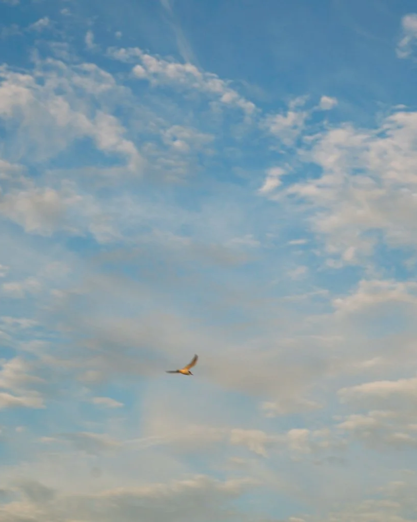 A bird flying in a partly cloudy blue sky during daytime.