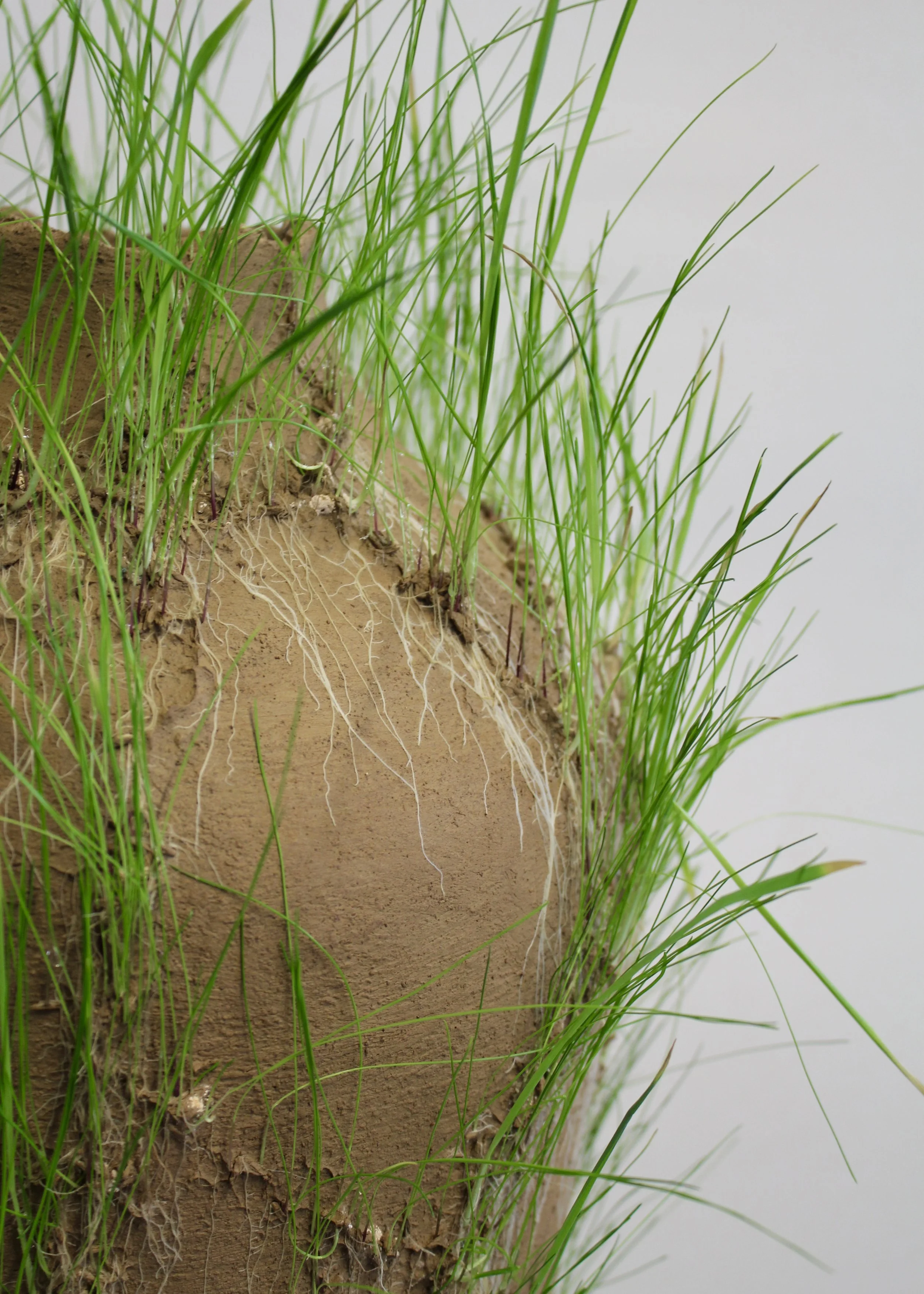 Germinate