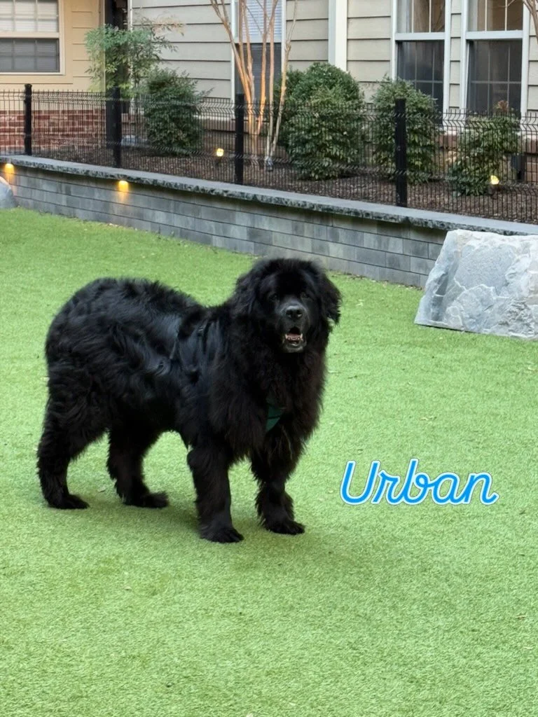 💕Honoring the beautiful life of Urban💕 Such a sweet, happy boy who loved his pup friends &amp; his human cuddles just as much. At GDDC, they&rsquo;re never just your dogs&hellip;they become ours too, and Urban was so loved. He will be deeply missed