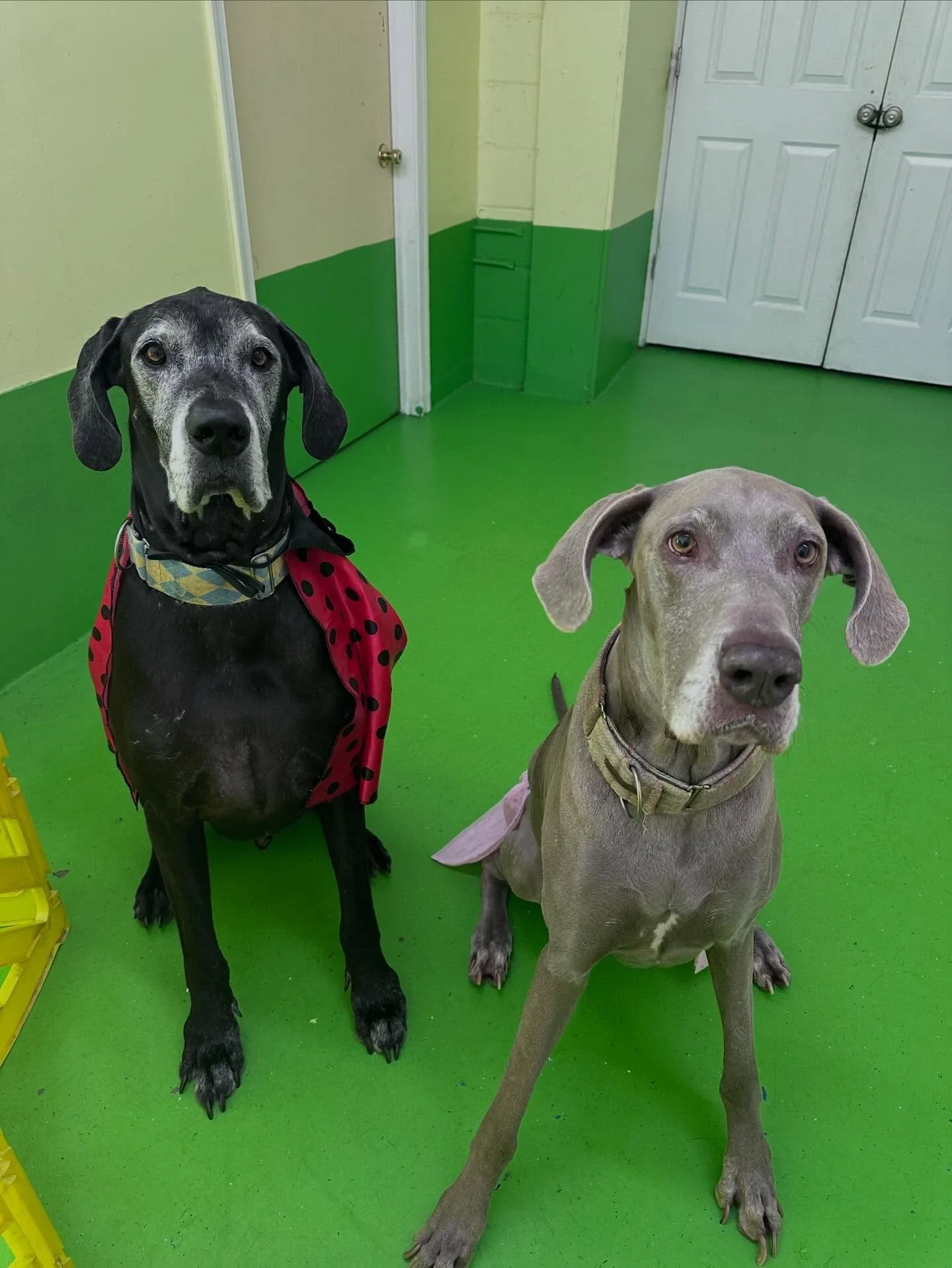 Best friends don&rsquo;t just happen&hellip;they meet here! Come join our pack at GDDC! 🦮🐕&zwj;🦺🐩🐕🐾#gddcbaltimore #dogsofinstagram #doggiedaycare #bestfriends #besties