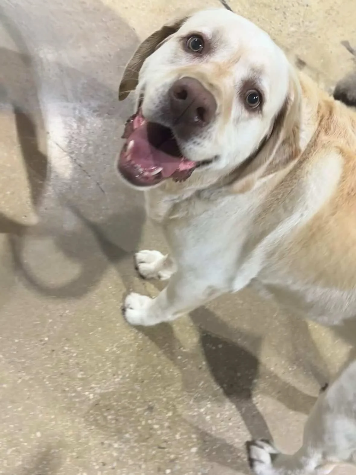 Just a few happy faces today at GDDC, compliments of our awesome staff! We love your dogs almost as much as you do! 💕🐾#gddcbaltimore #dogsofinstagram #happydog #doggiedaycarelife #smilingdog