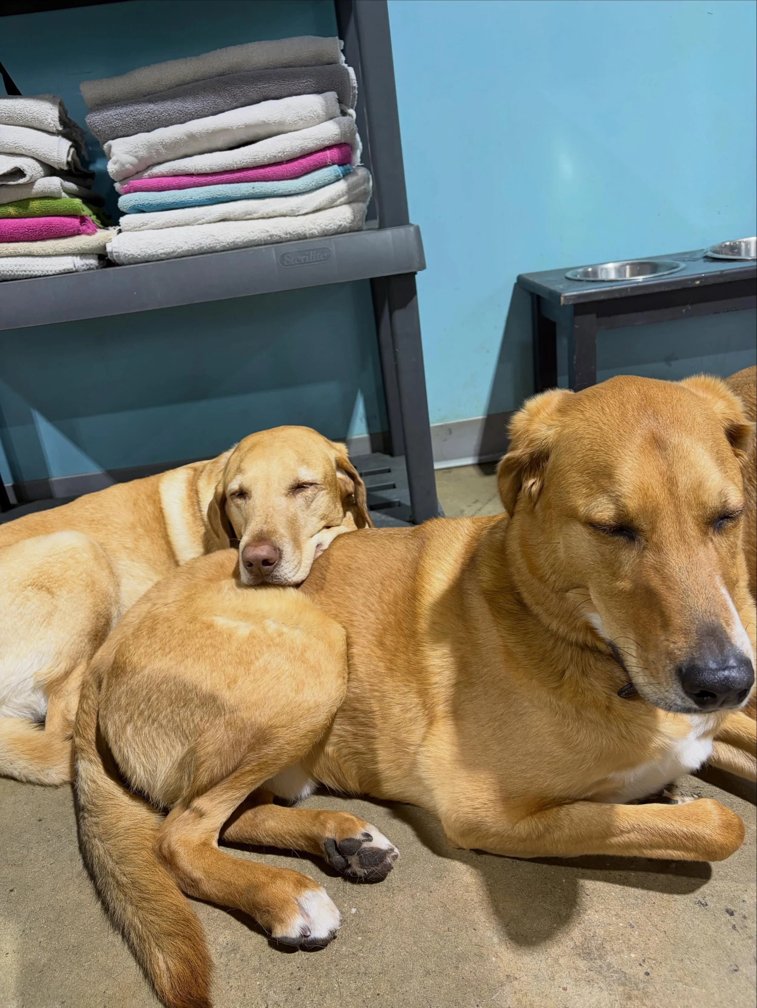 Daycare besties! #gddcbaltimore #dogsofinstagram #doggiedaycarefun #doglife #bestfurfriends
