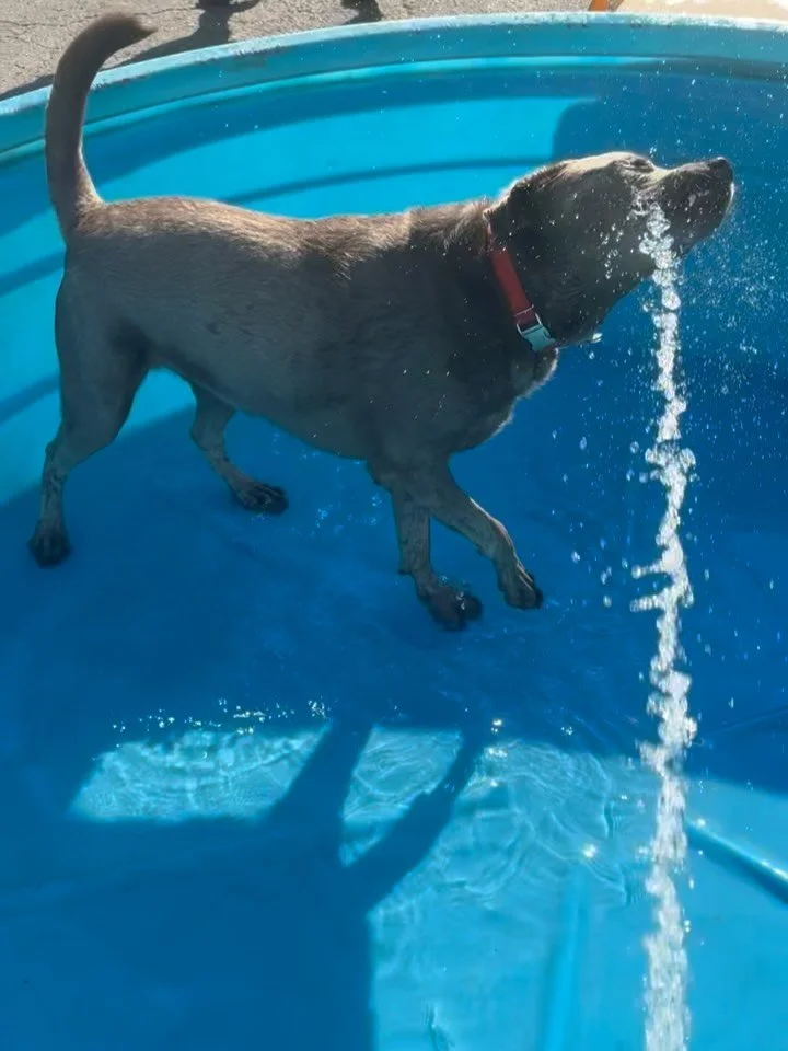 💦Just a bunch of happy tails making waves! Pool parties daily at GDDC! Water you doing if not this?! 💦#gddcbaltimore #dogsofinstagram #poolparty #dogpoolparty #splishsplash💦
