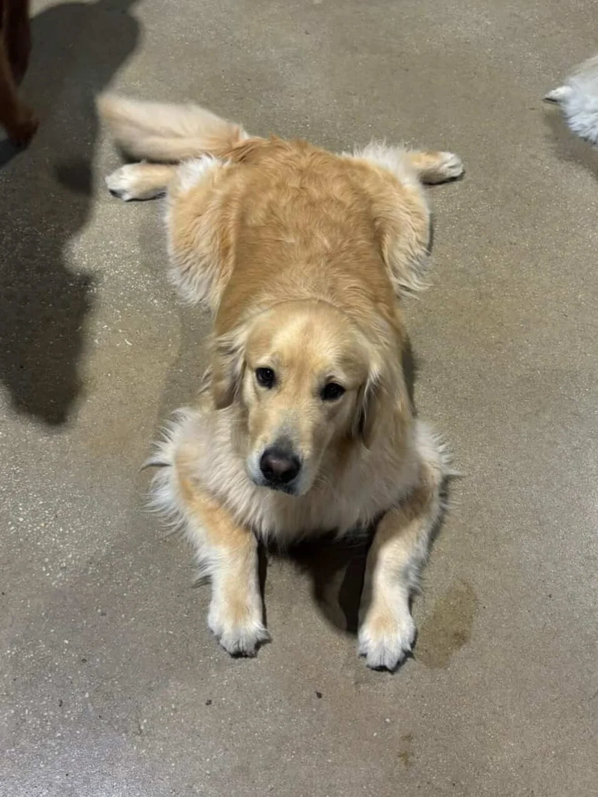 Rainy days 💦are the best days for lazy paws &amp; warm naps!  #gddcbaltimore #dogsofinstagram #doggiedaycare #lazydogdays #itsadogslife