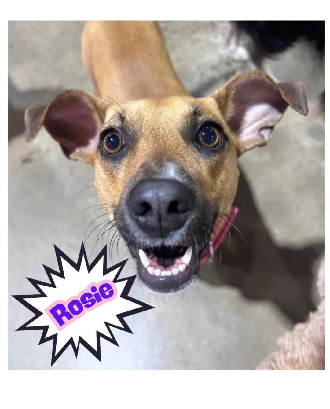The BEST part of giving your dog a human name? Watching strangers turn around when you call them! 🤭🤣#gddcbaltimore #dogswithhumannames #doggiedaycarefun #dogsofinstagram #doglovers