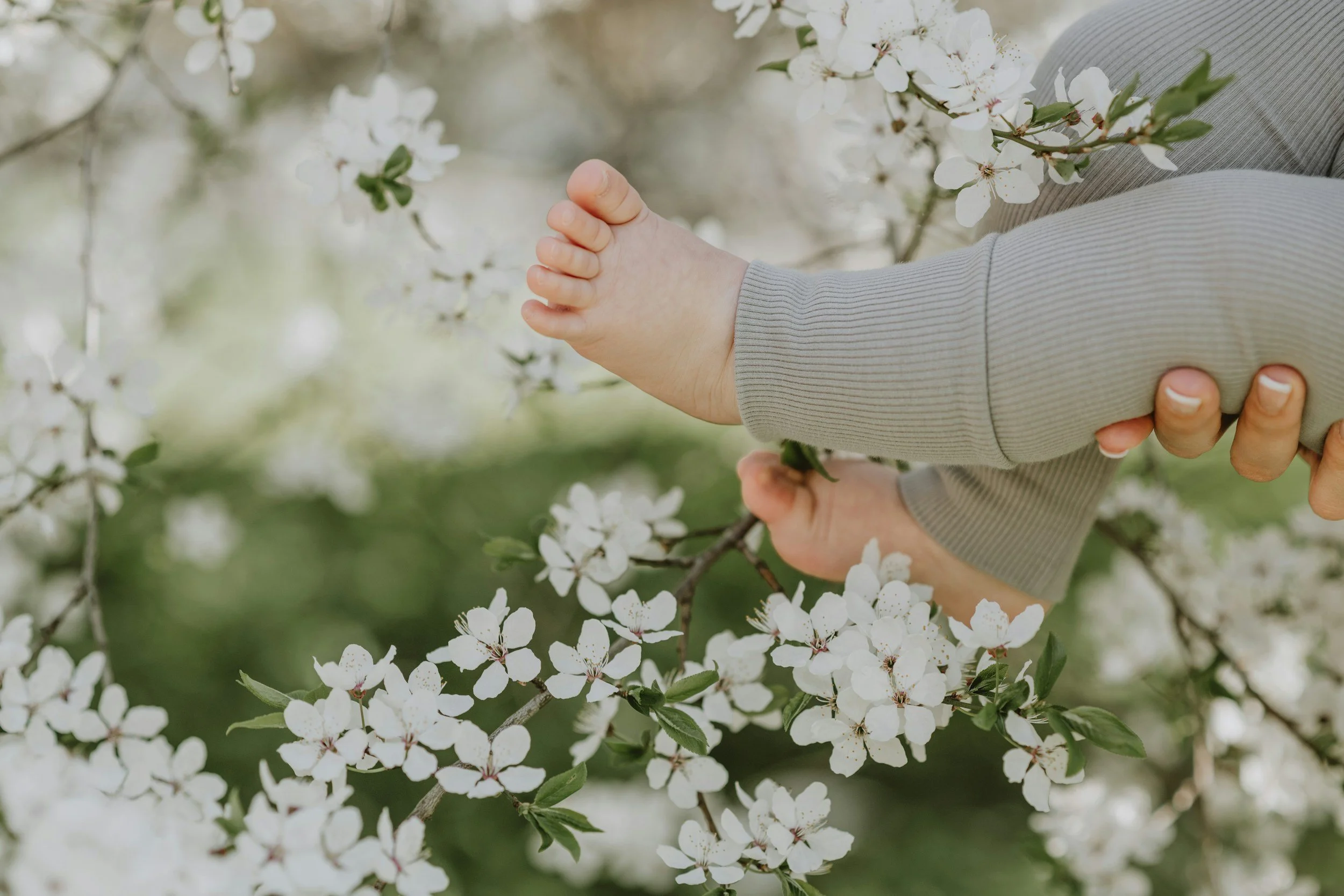 Child's hand gently touching white flowering branches outdoors.