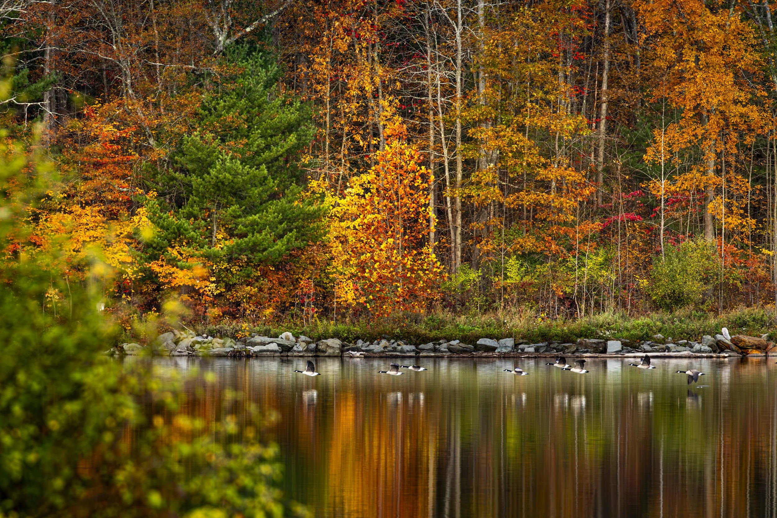 Canada Geese 2x3-2.jpg