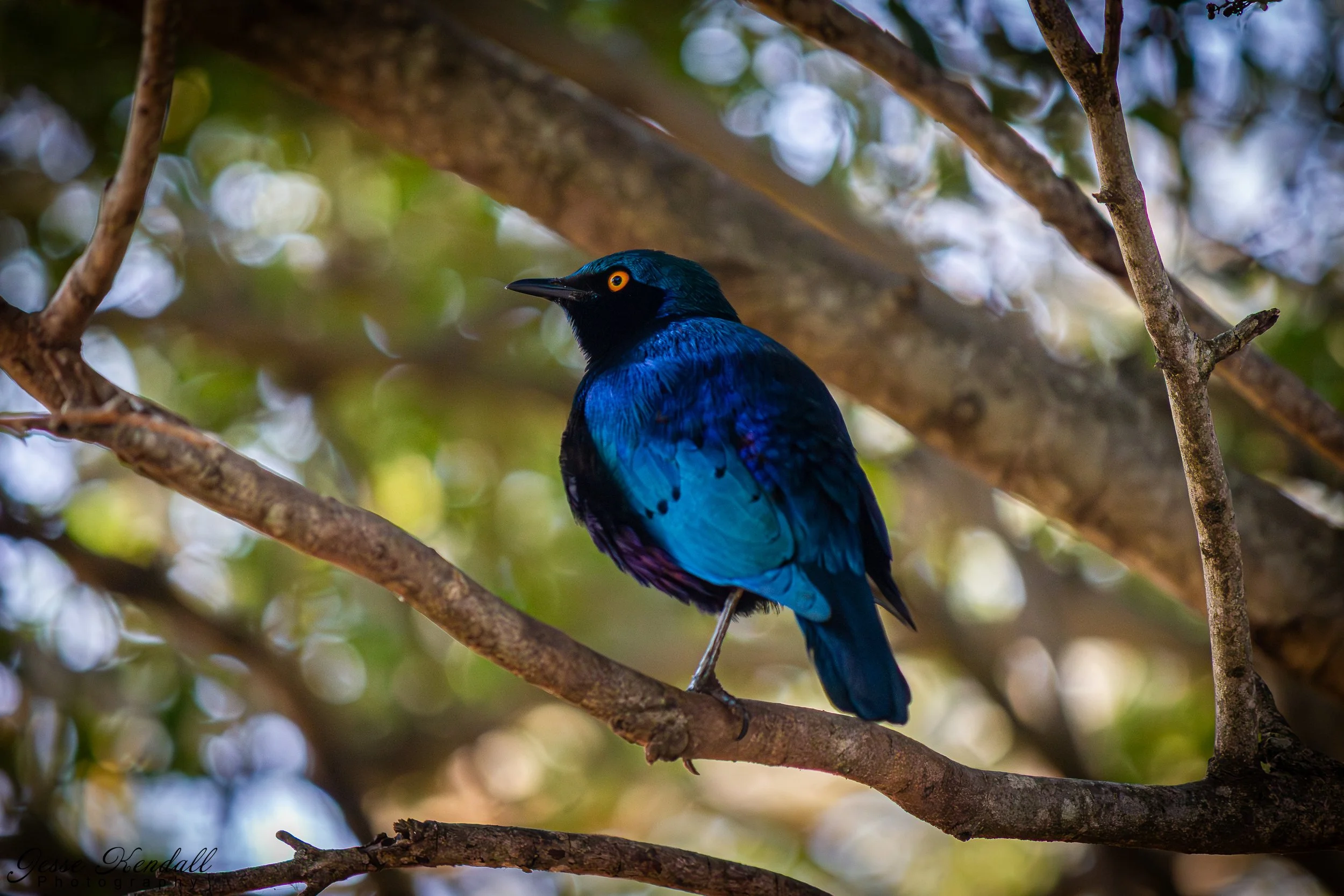 Bird in Kruger-63.jpg