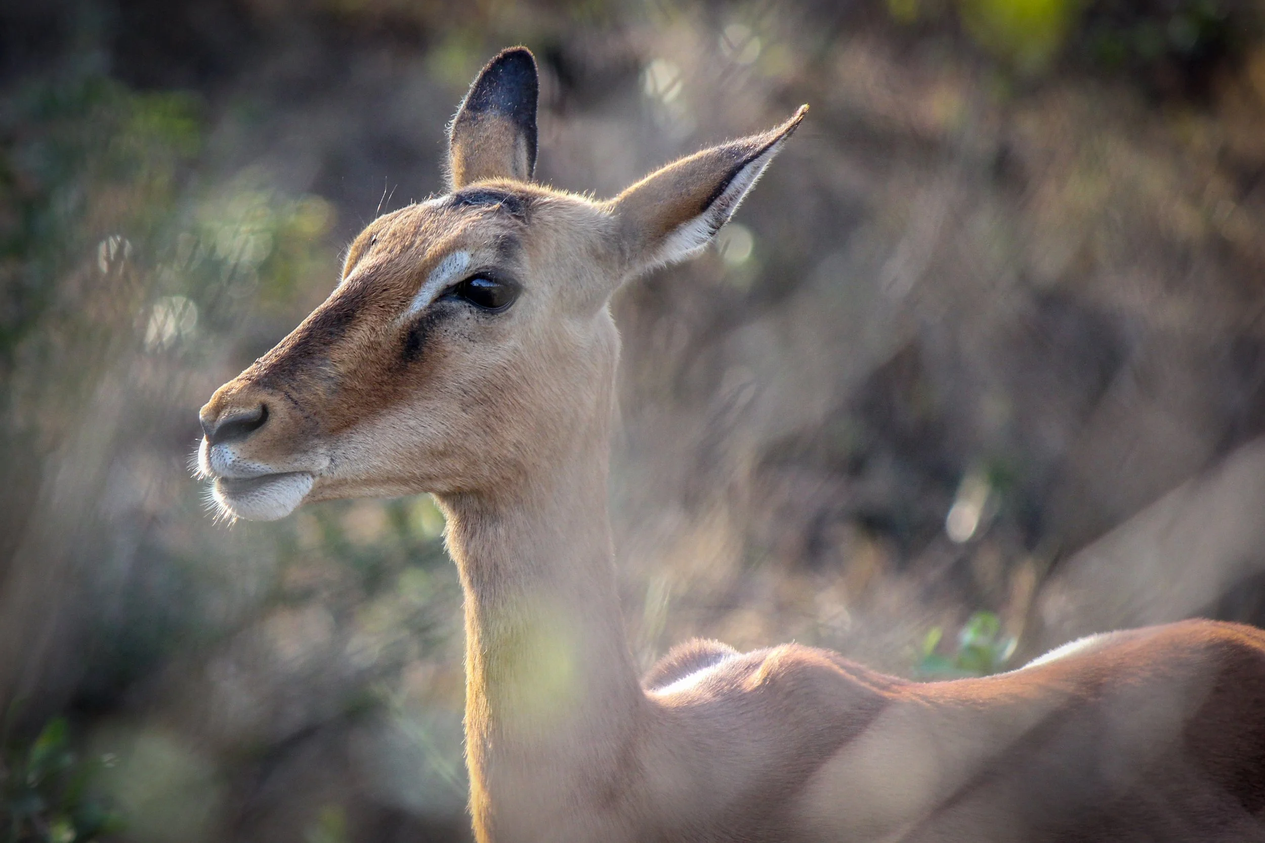 Impala in the bush.jpg