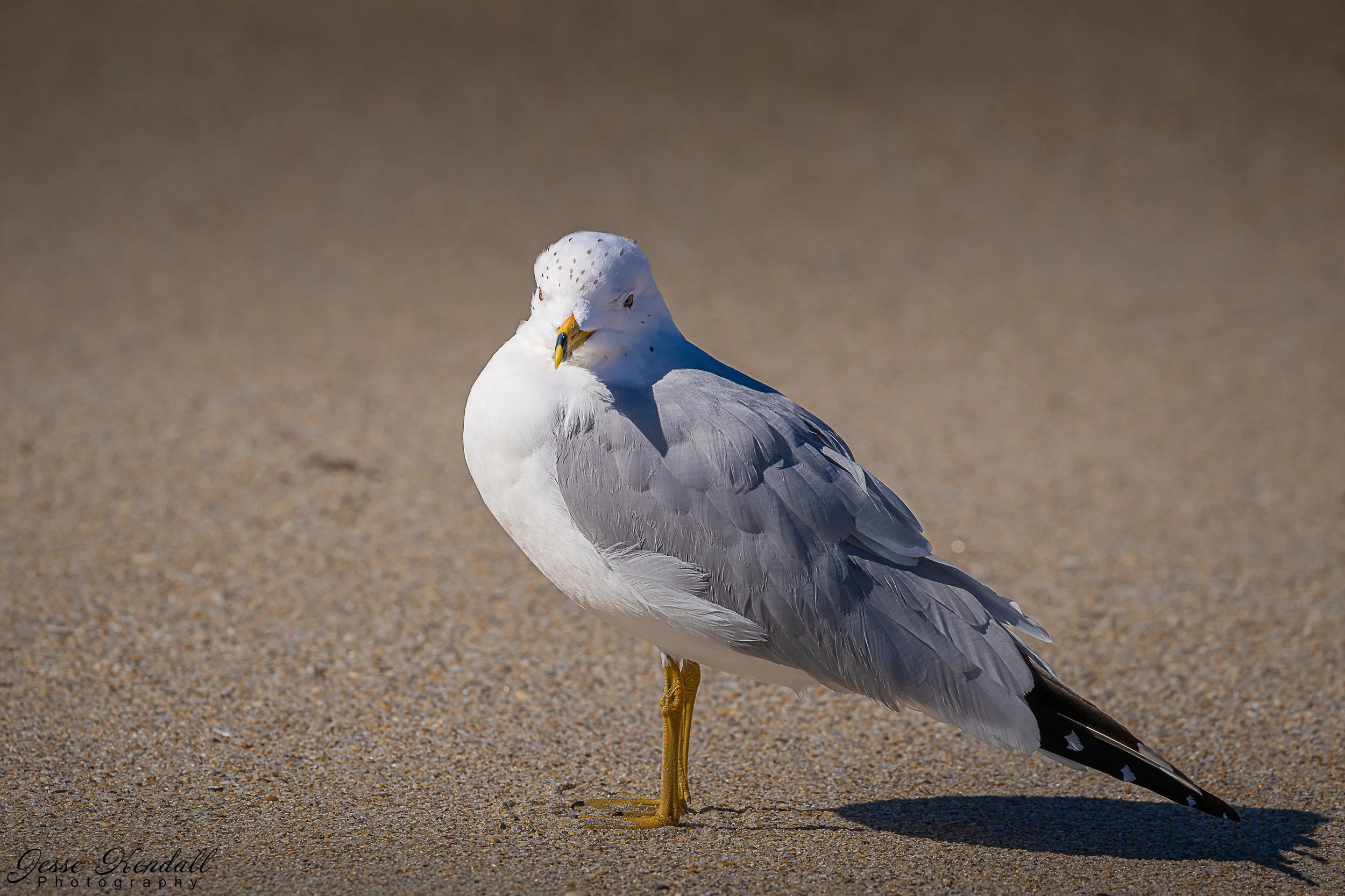 bird on the beach-2171.jpg
