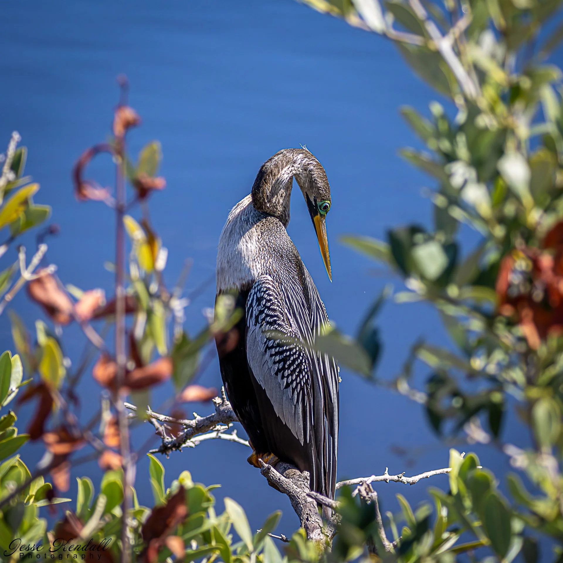 Anhinga-2306 - Copy.jpg
