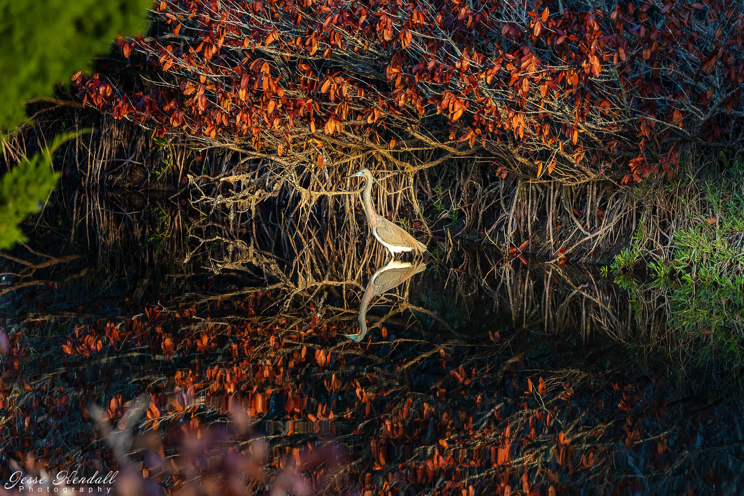 Tricolored Reflection-4613 - Copy.jpg