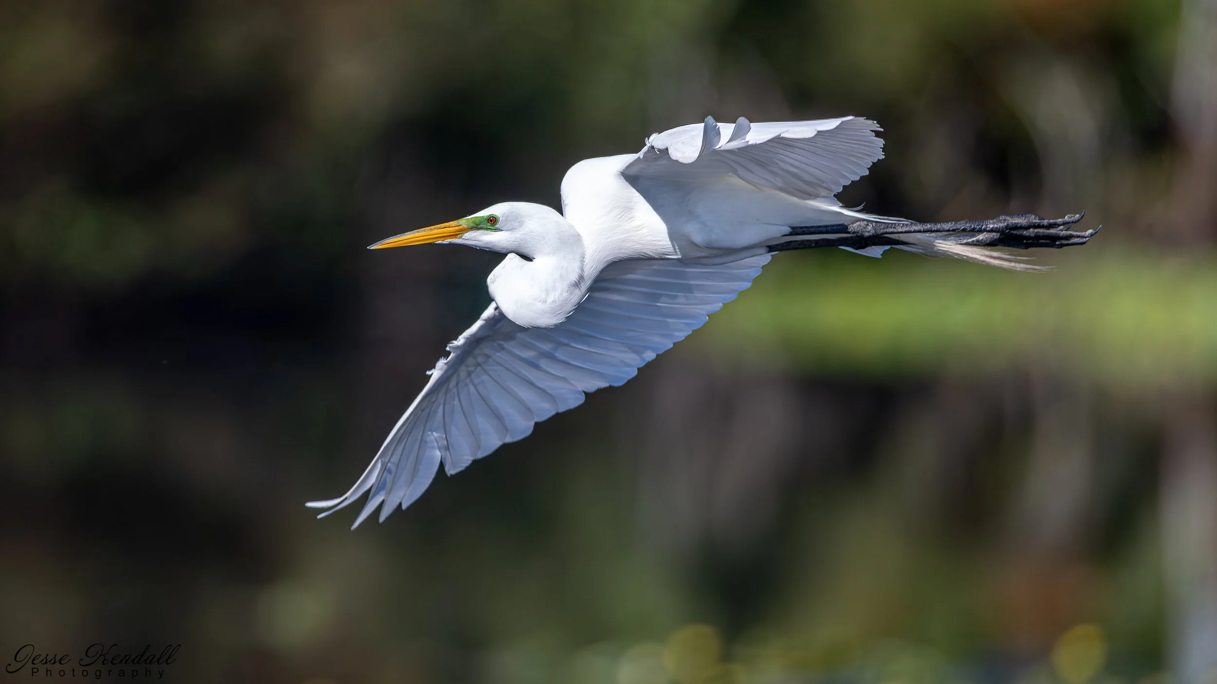 Great Egret - web-1200.jpg