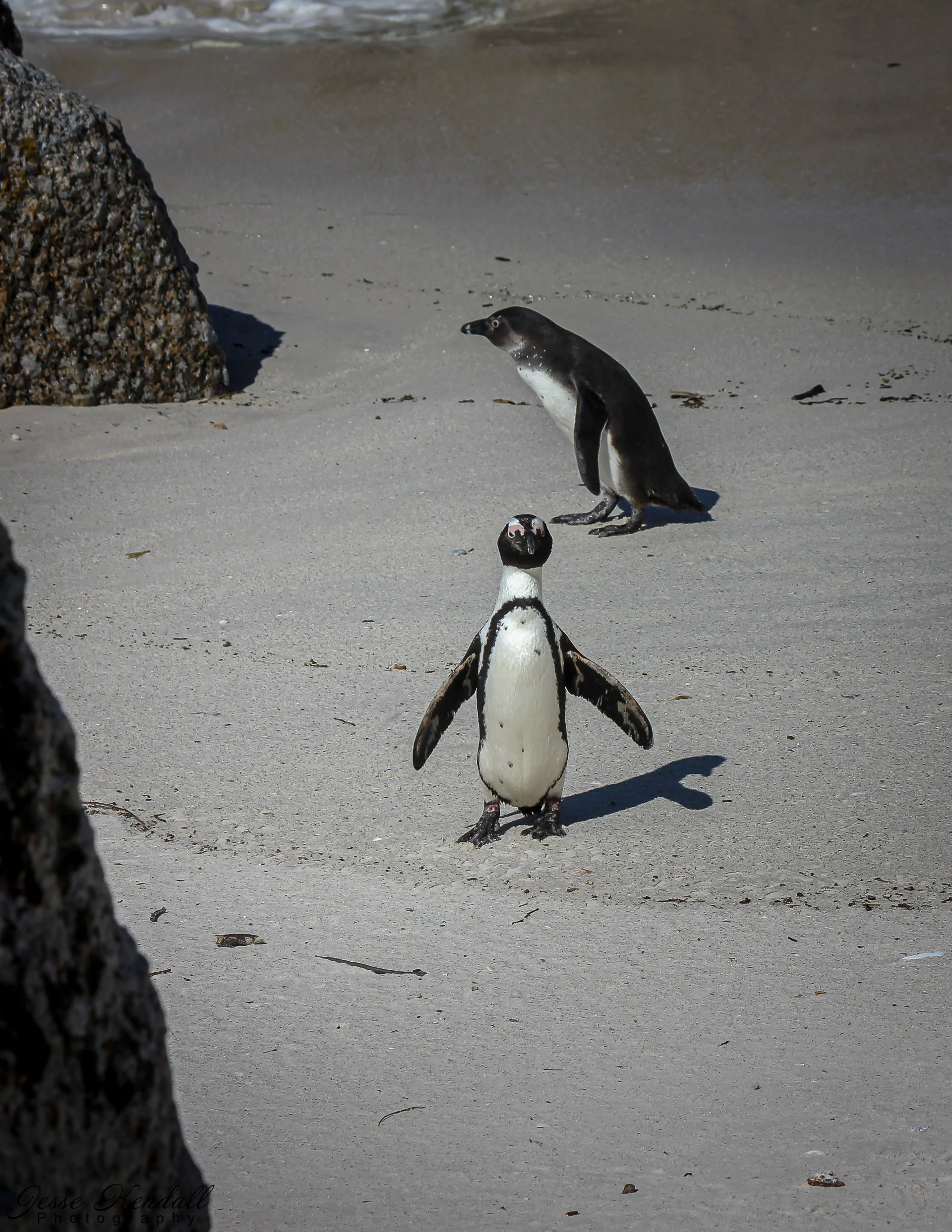 Penguin in Cape Town-46.jpg