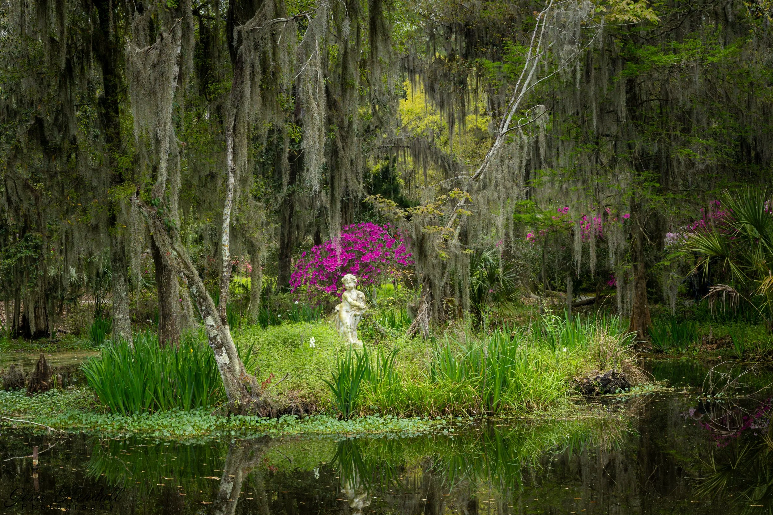 Charleston Cherub in the Swamp-.jpg