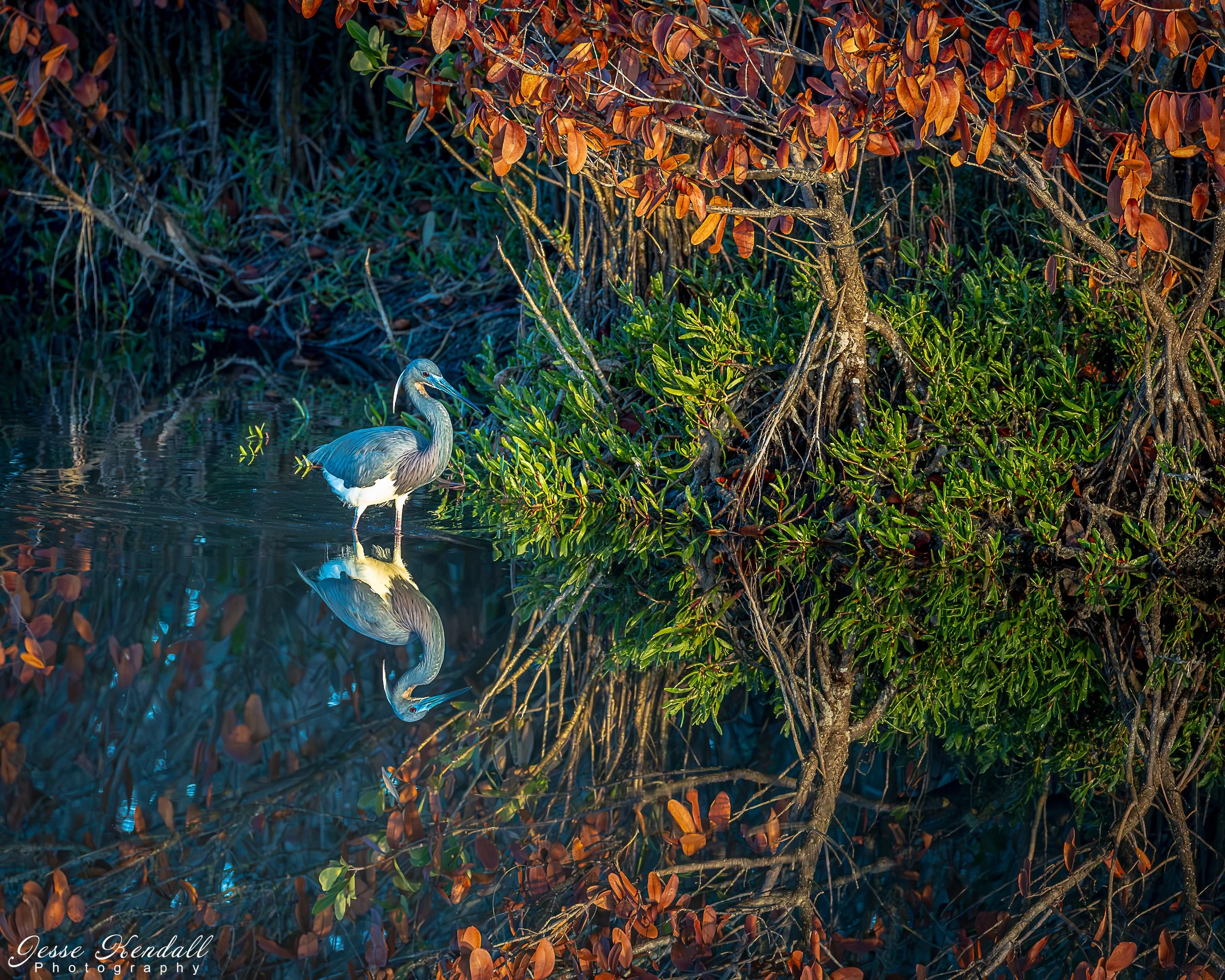 Tricolored Reflection-4619 - Copy.jpg