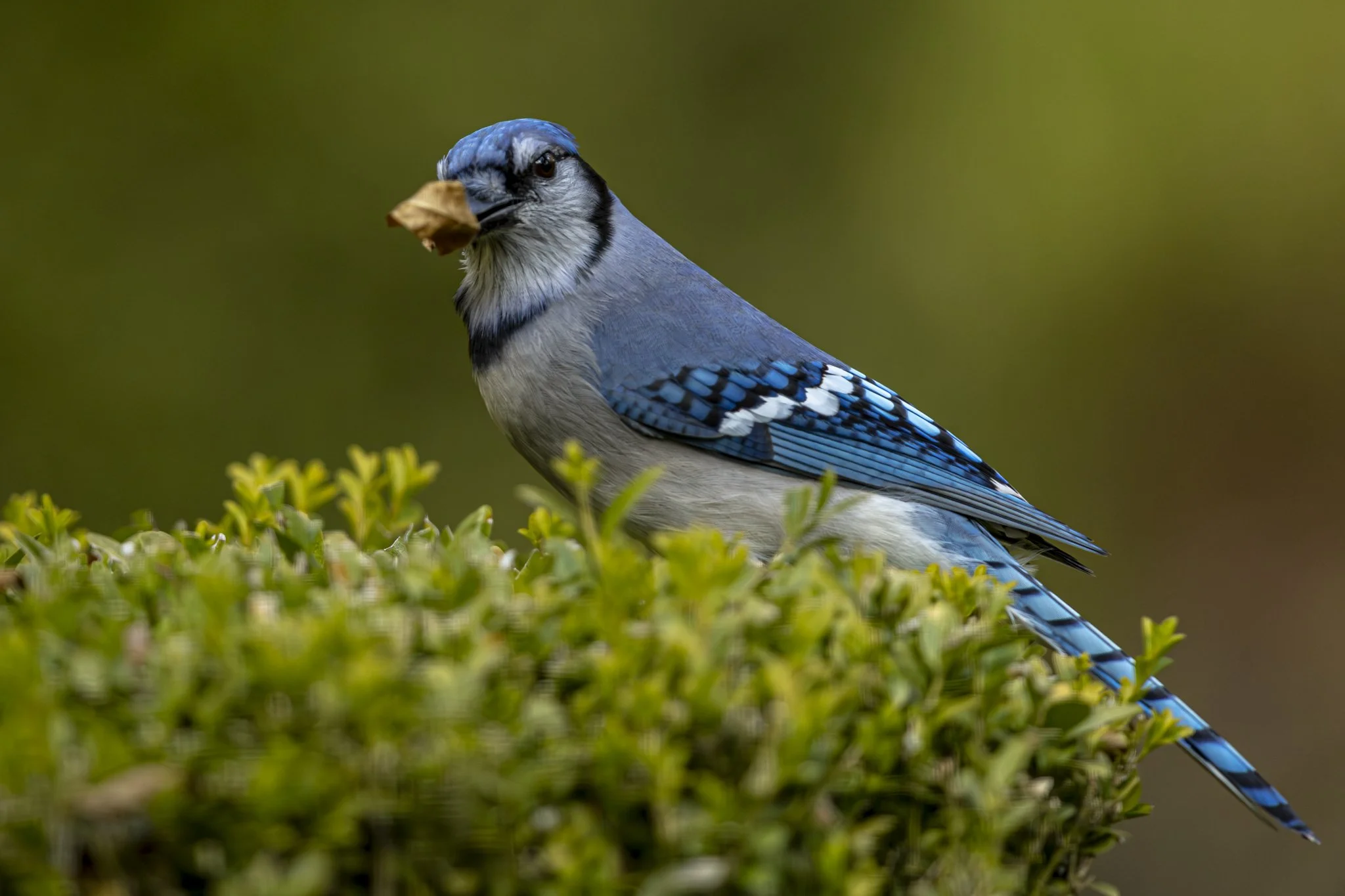 Backyard Blue Jay-0567.jpg
