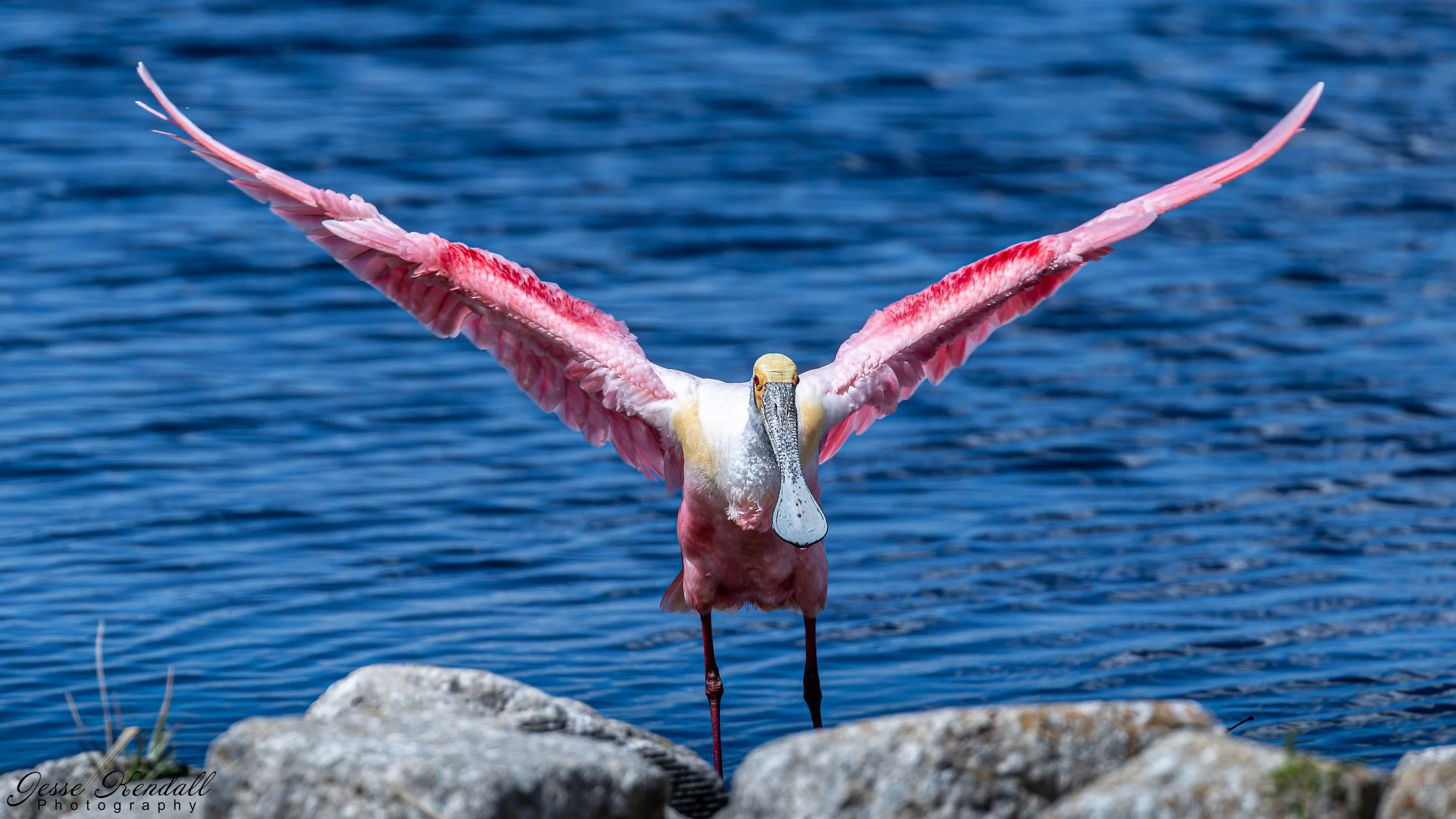 Roseatte Spoonbill Outstretched-4550 - Copy.jpg