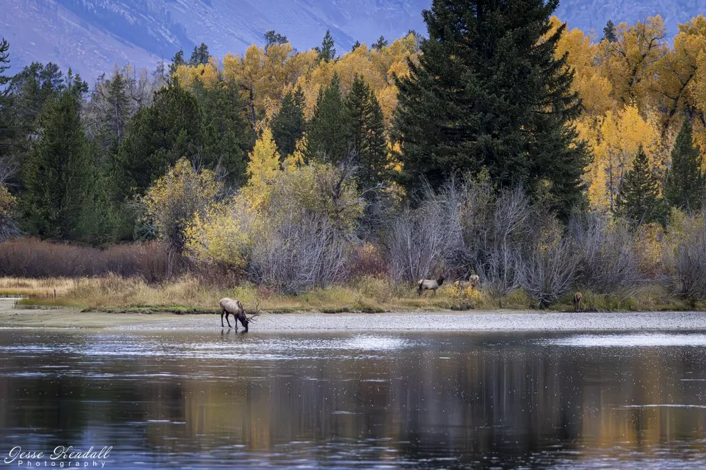 Elk on the Snake River-2.jpg