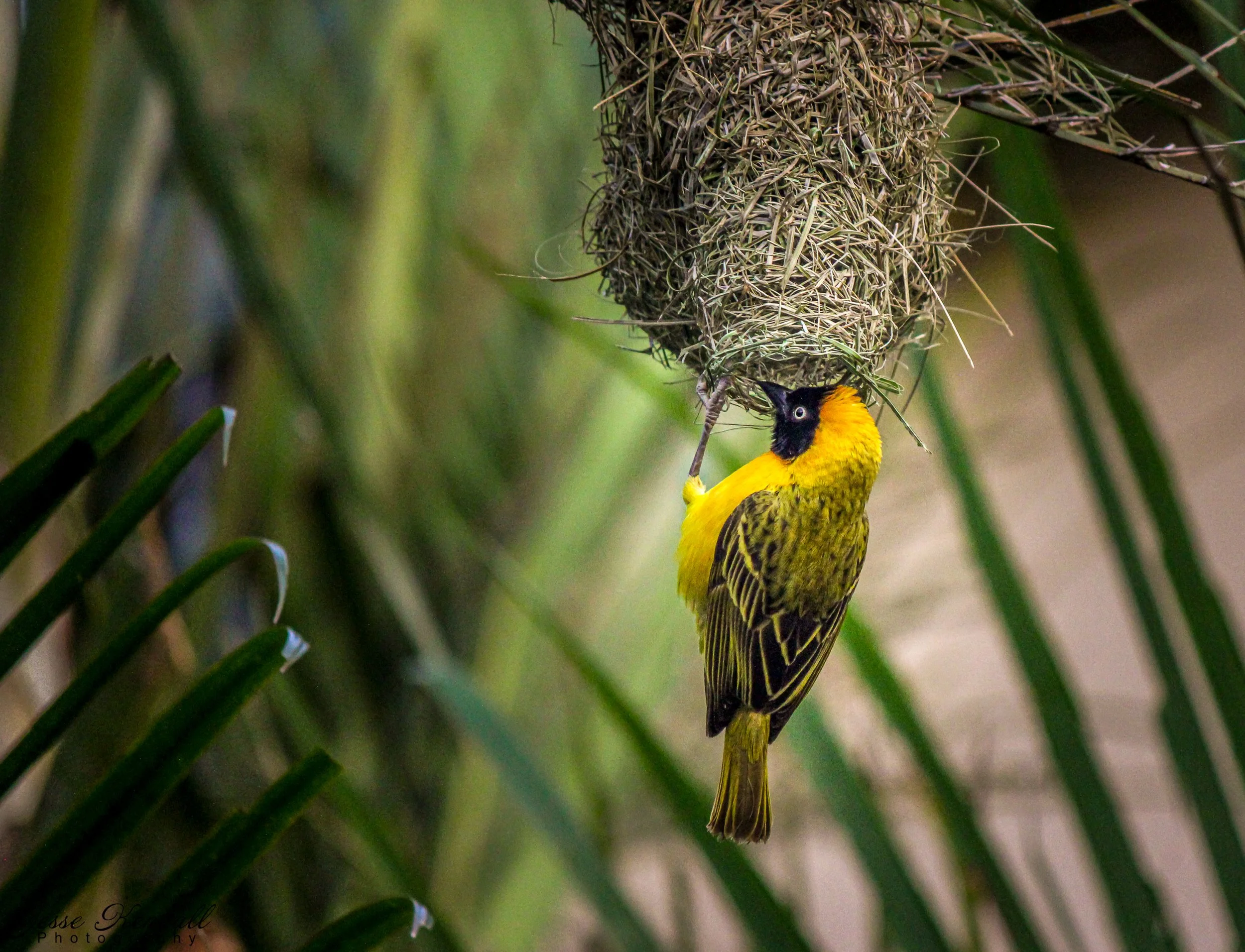Bird in Kruger-233.jpg