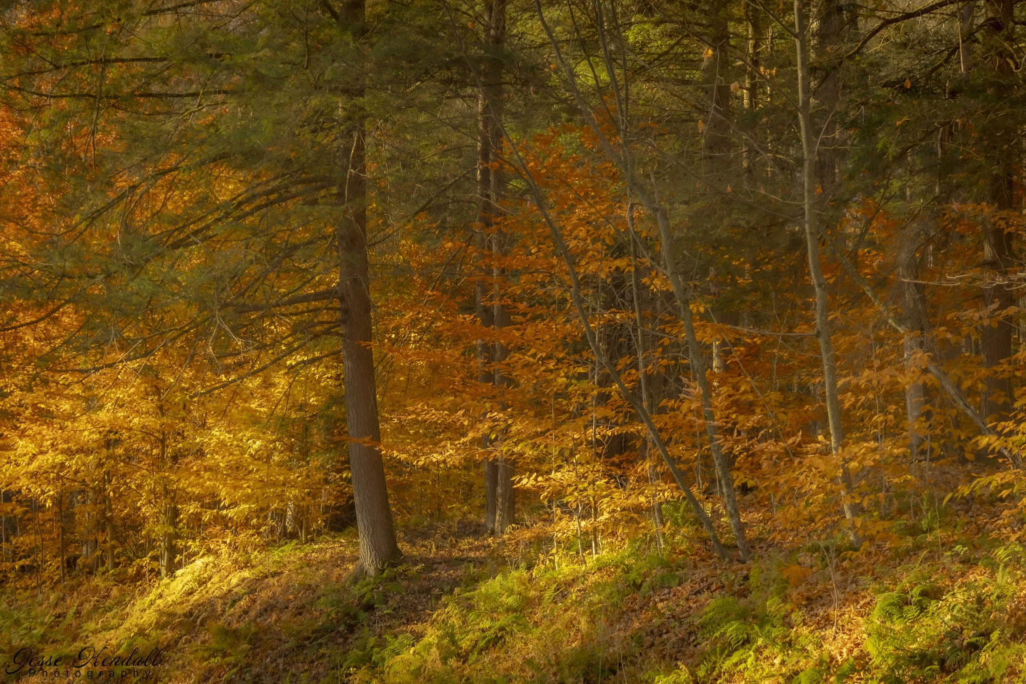 Canyon Scene-6479.jpg