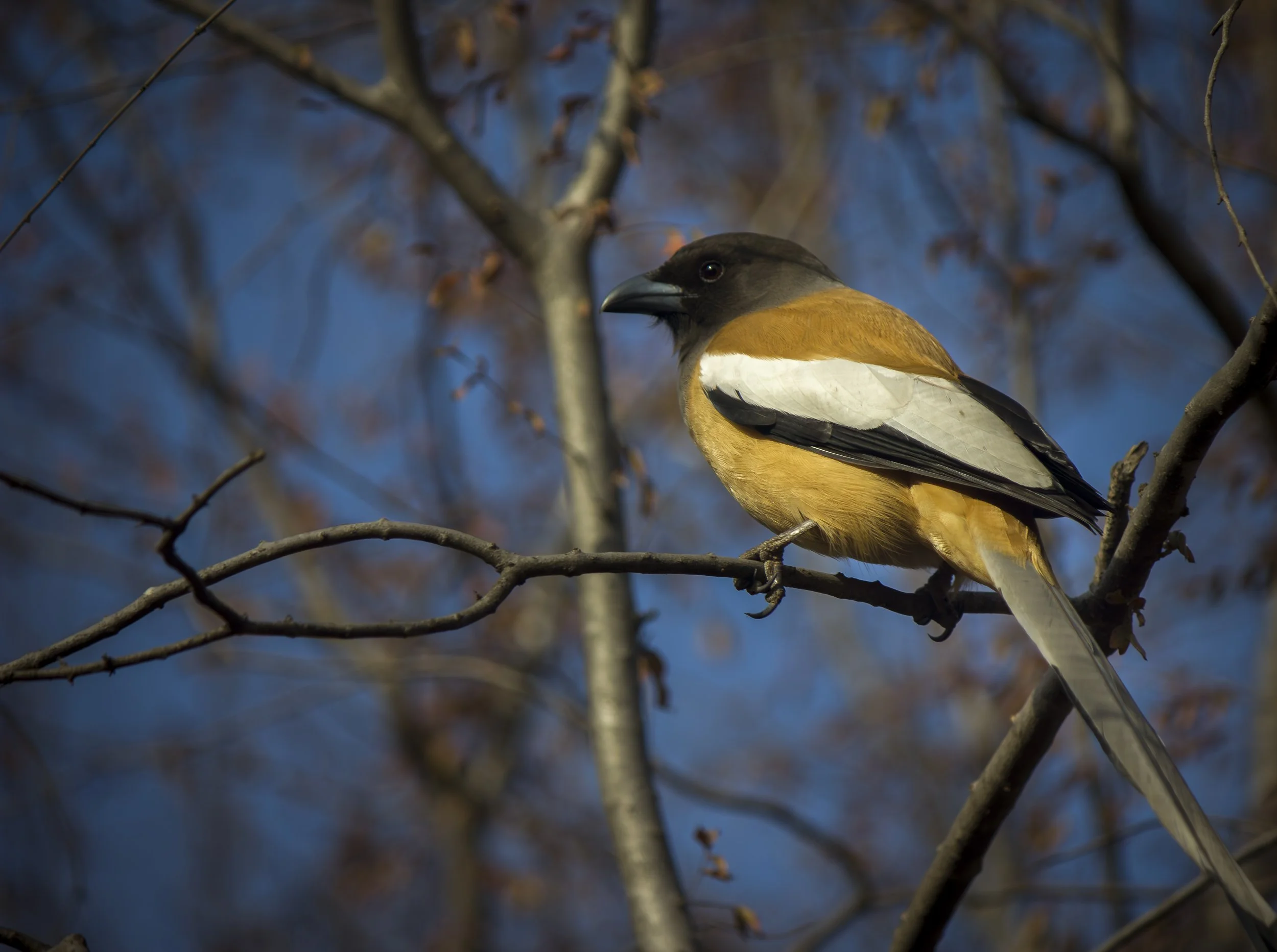 Bengal Bird-4431-.jpg