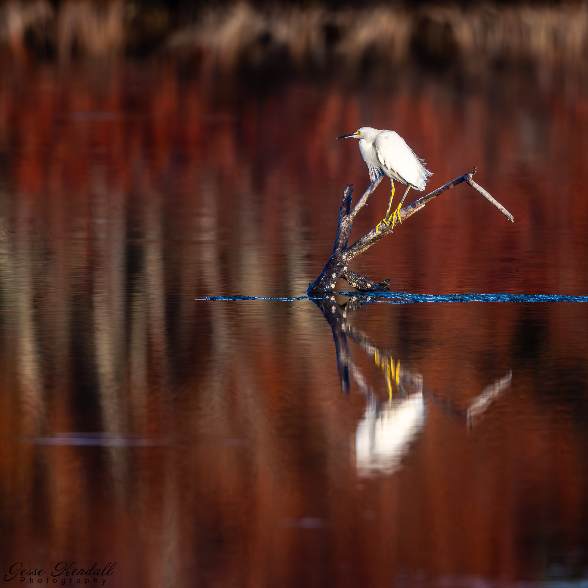 Snowy Egret on a stick-4629.jpg