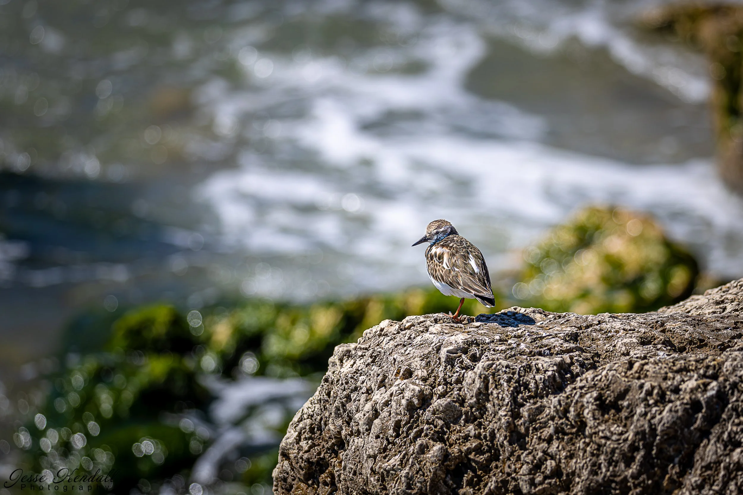 Sanderling Sebastian Inlet-1714 - Copy.jpg