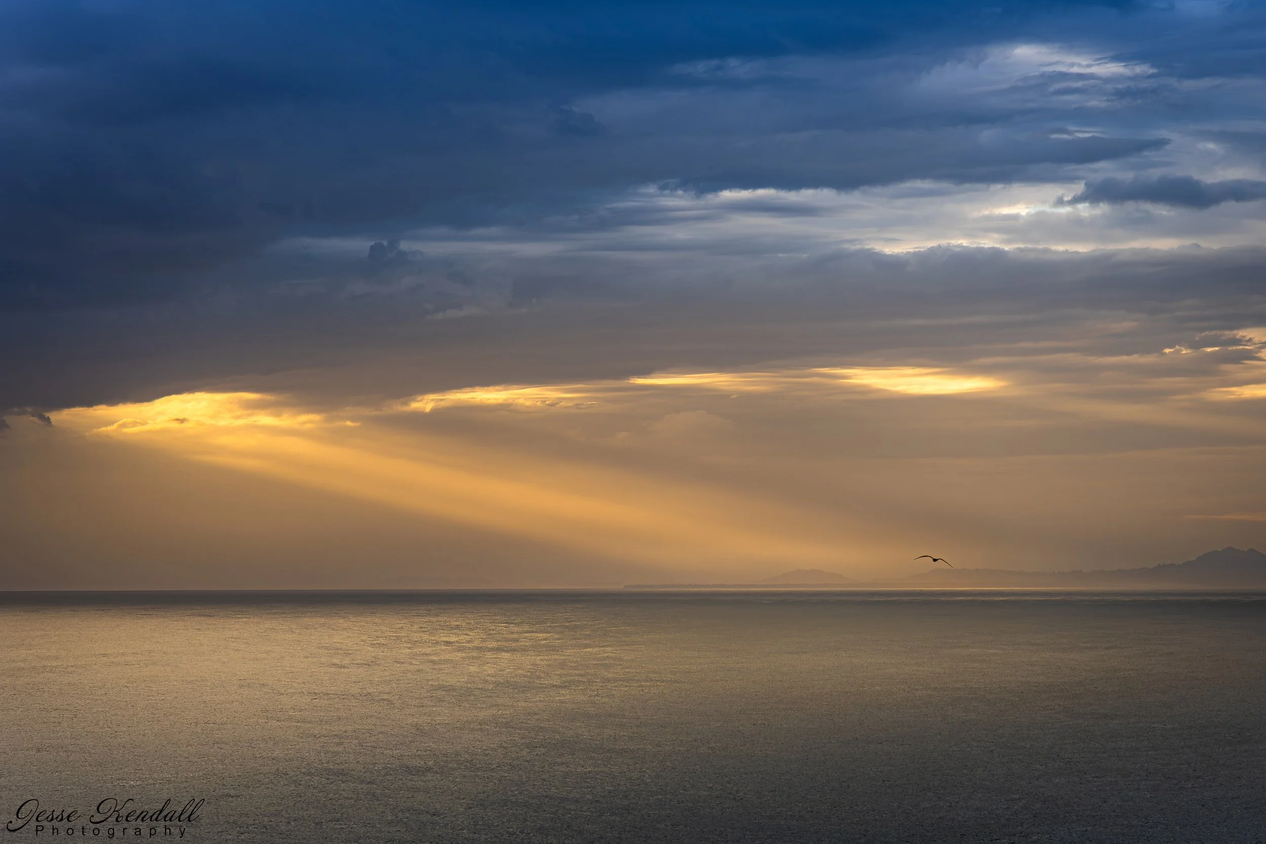 Highlights on Gull-1008.jpg