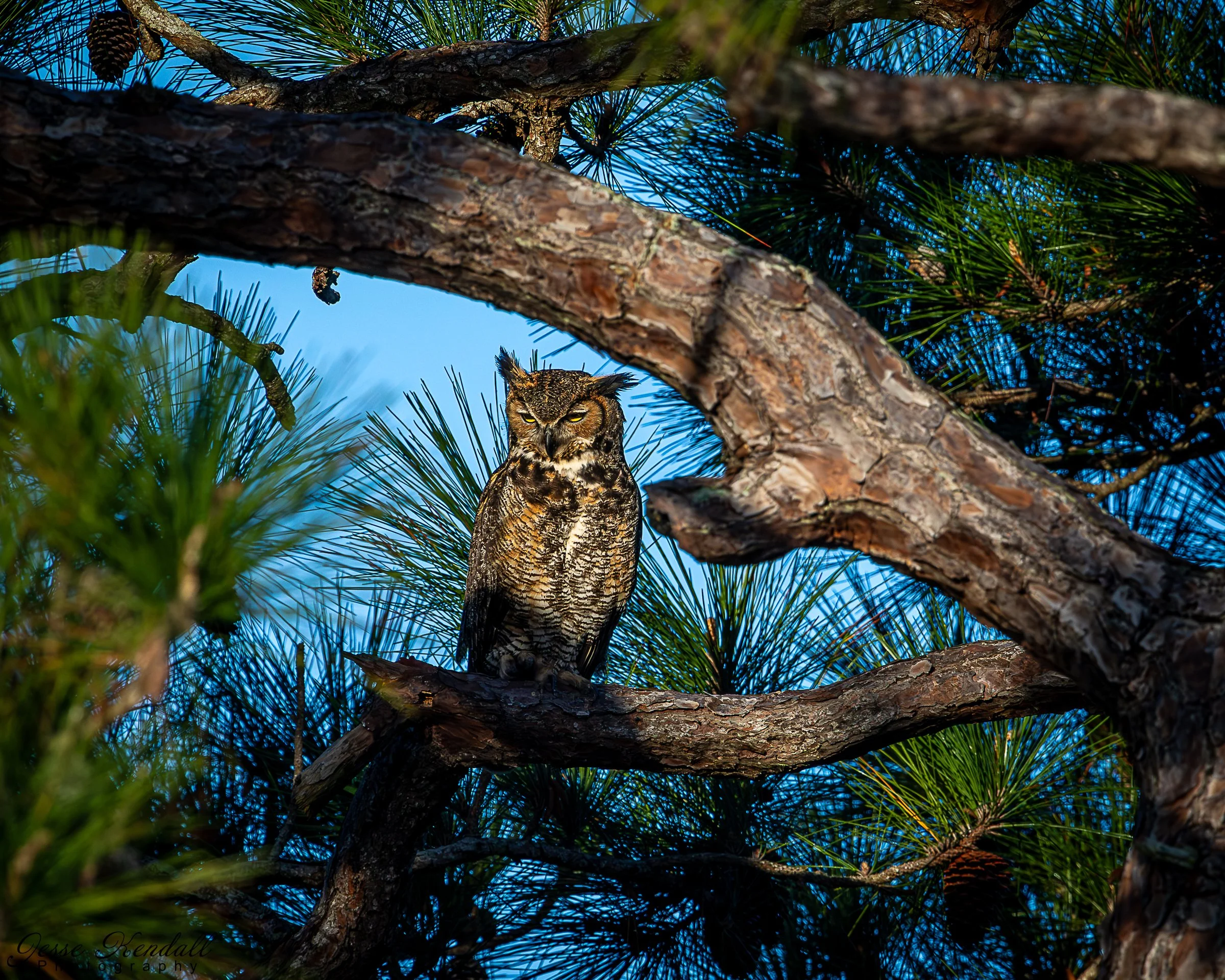 Great Horned Owl Web-5046 - Copy.jpg